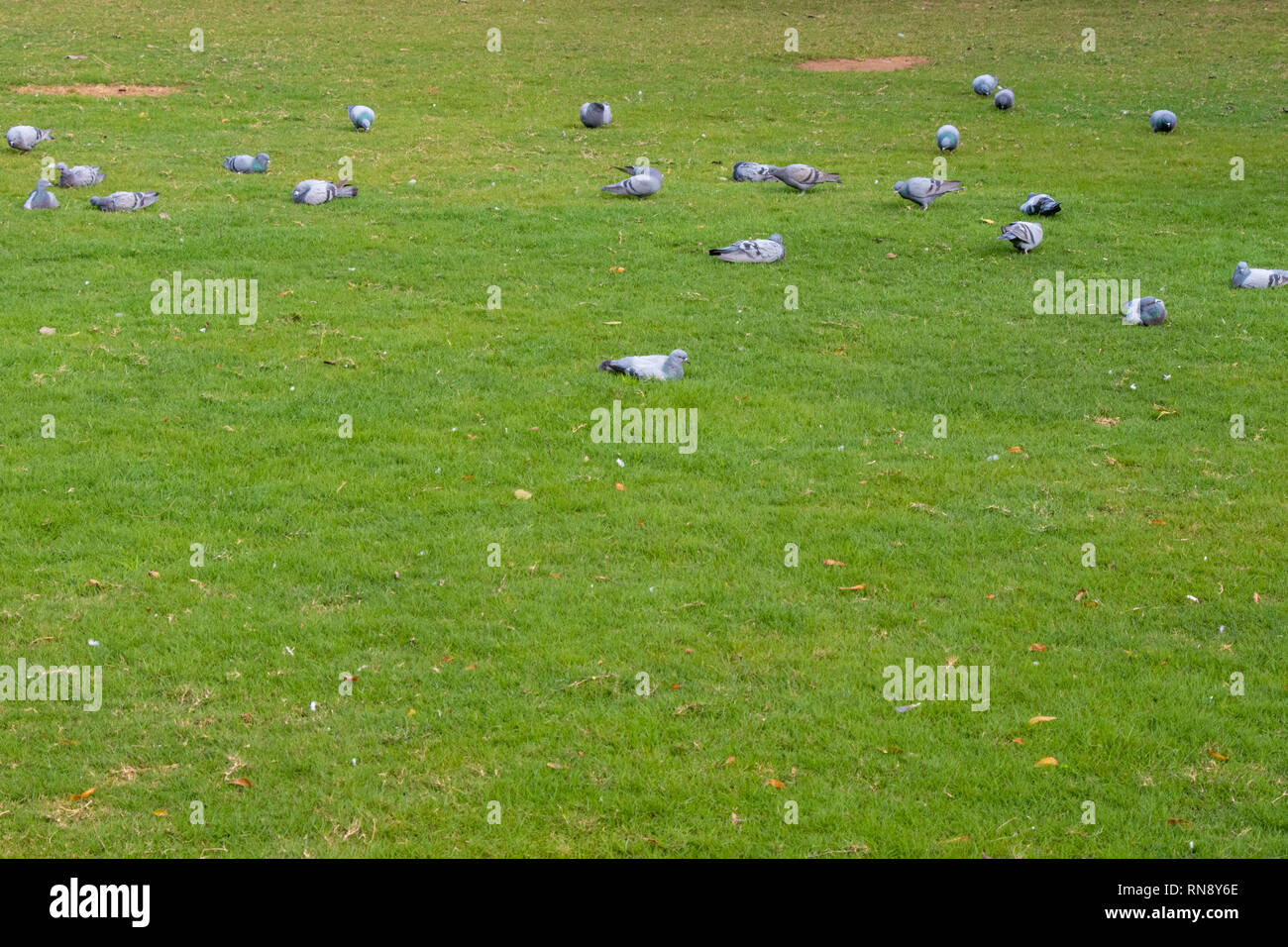 Gruppe von Tauben wandern Essen auf der grünen Wiese, saubere Masse Stockfoto