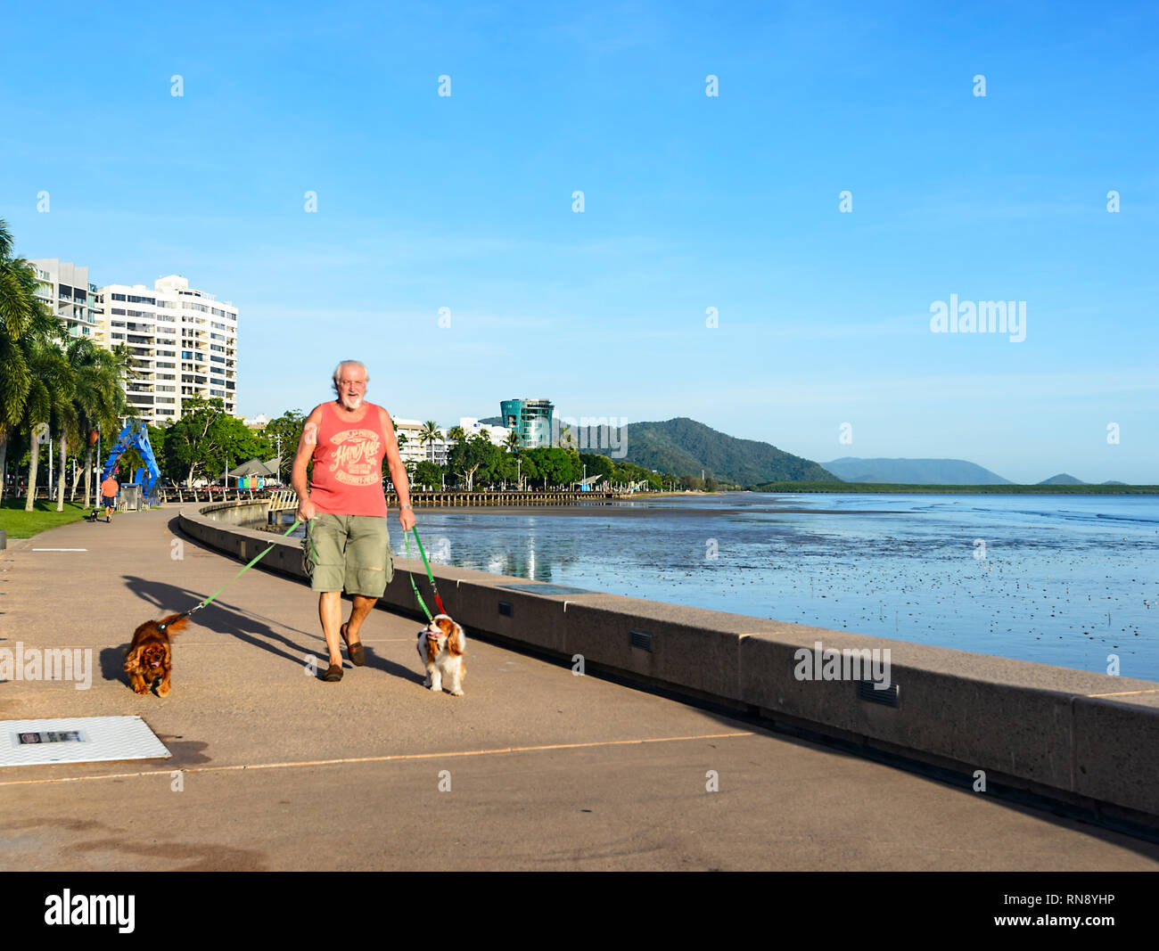 Reifer Mann seine beiden Hunde auf Cairns Esplanade, Far North Queensland, FNQ, QLD, Australien Stockfoto