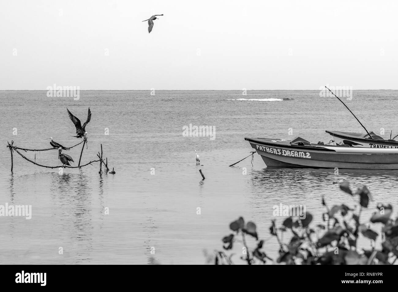 Vögel und Fischerboote am Meer Stockfoto