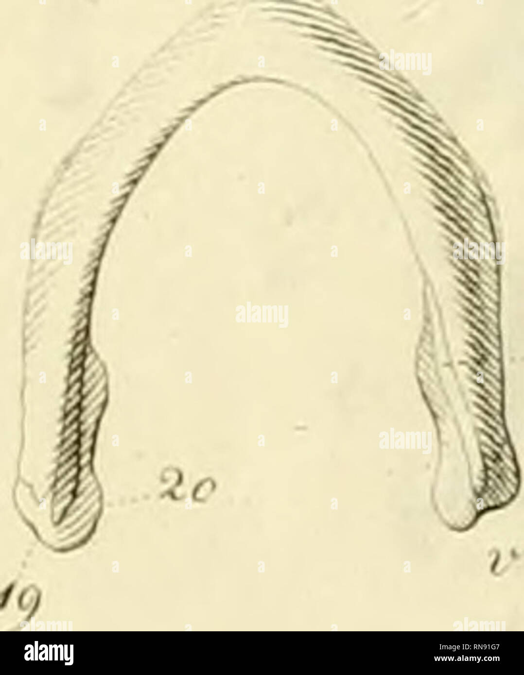 . Anatome testudinis Europaeae. Schildkröten - Anatomie. . Bitte beachten Sie, dass diese Bilder sind von der gescannten Seite Bilder, die digital für die Lesbarkeit verbessert haben mögen - Färbung und Aussehen dieser Abbildungen können nicht perfekt dem Original ähneln. extrahiert. Bojanus, Ludwig Heinrich, 1776-1827. Impensis Vilnae: auctoris, typis Josephi Zawadzki Stockfoto