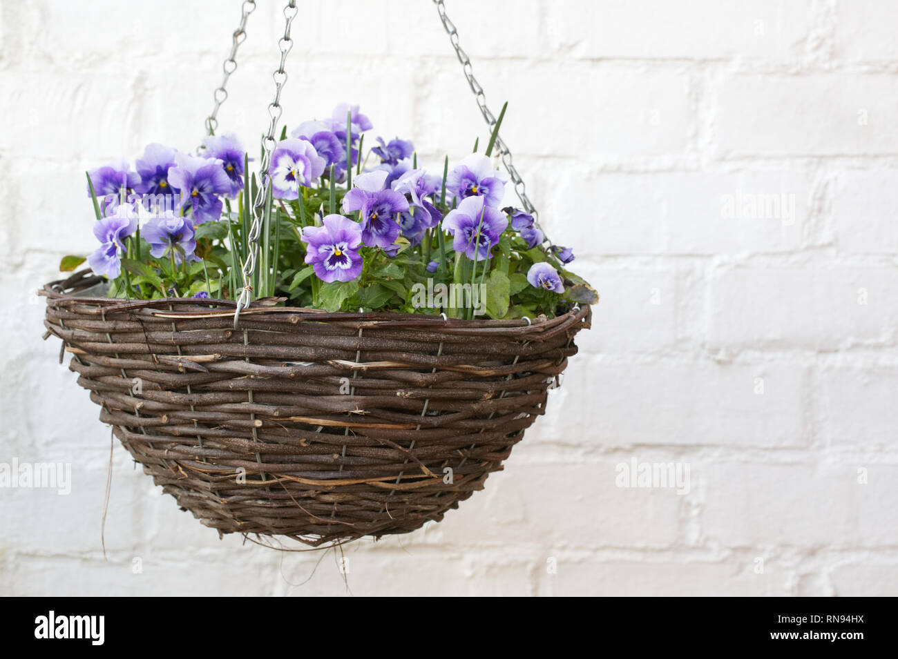 Blumen Viola' Panola Marina' wächst in einem hängenden Korb. Stockfoto