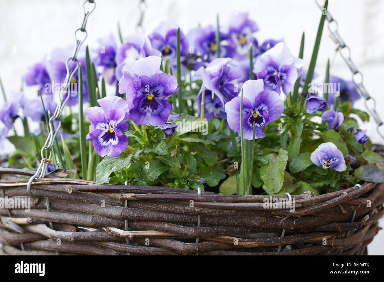 Blumen Viola' Panola Marina' wächst in einem hängenden Korb. Stockfoto