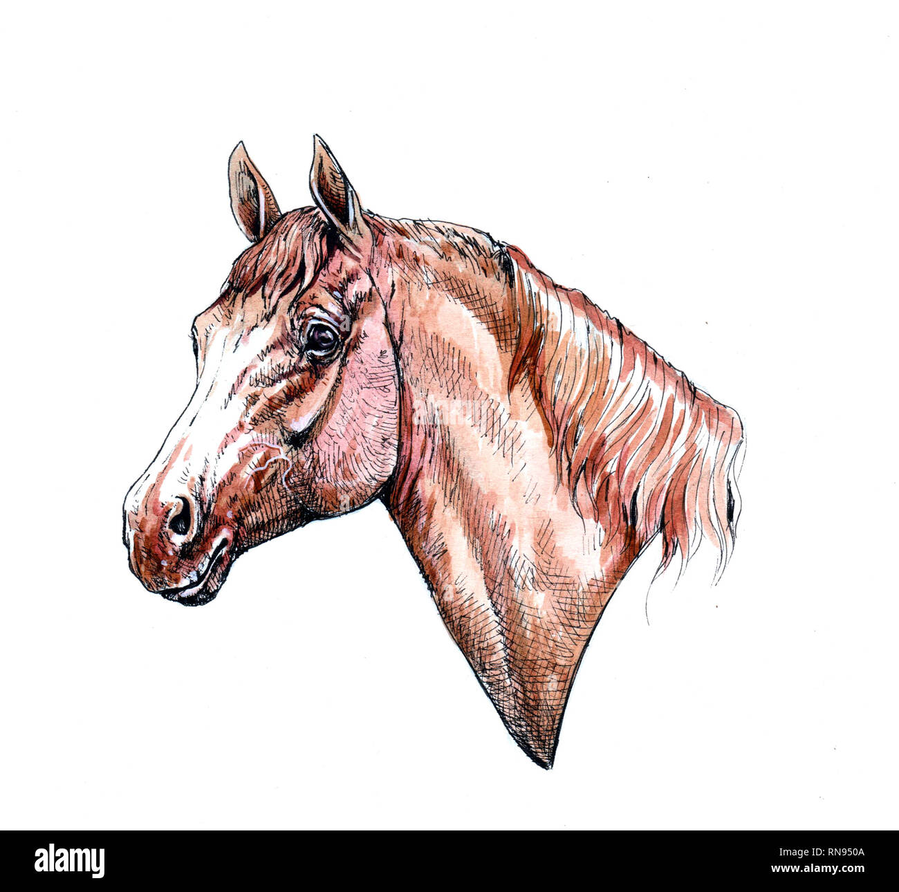 Horse Portrait. Der Gewinner. Zeichnung und Aquarell. Stockfoto