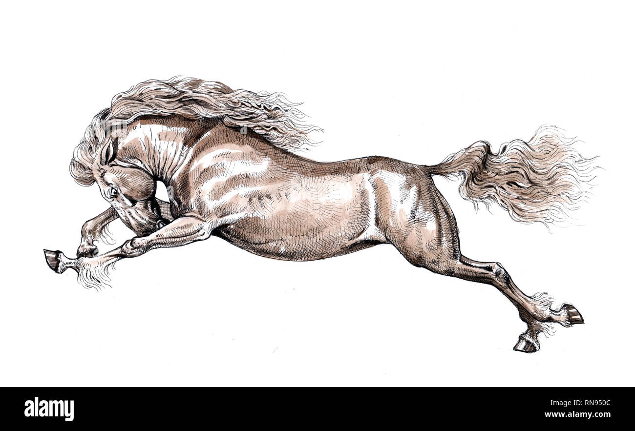 Galoppierendes Pferd. Der Gewinner. Zeichnung und Aquarell