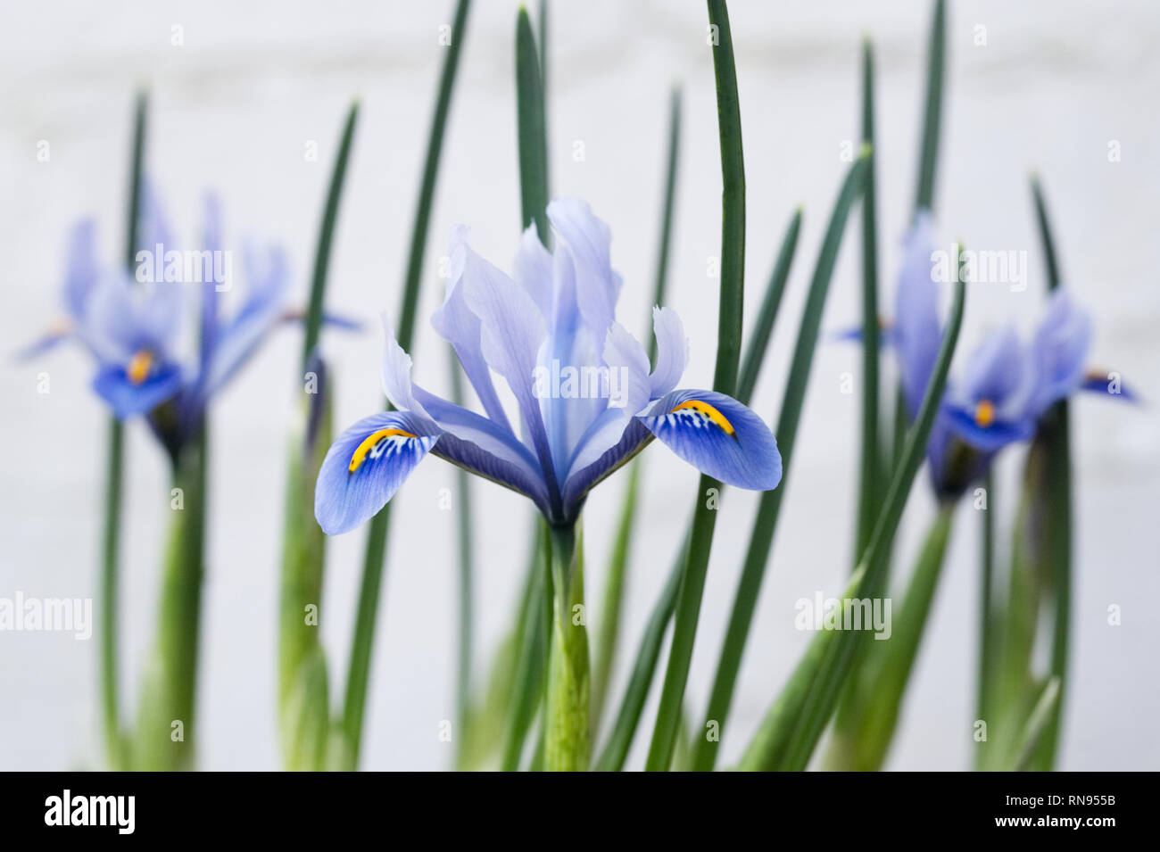 Iris reticulata 'Alida 'Blumen im späten Winter gegen eine weiße Wand. Stockfoto