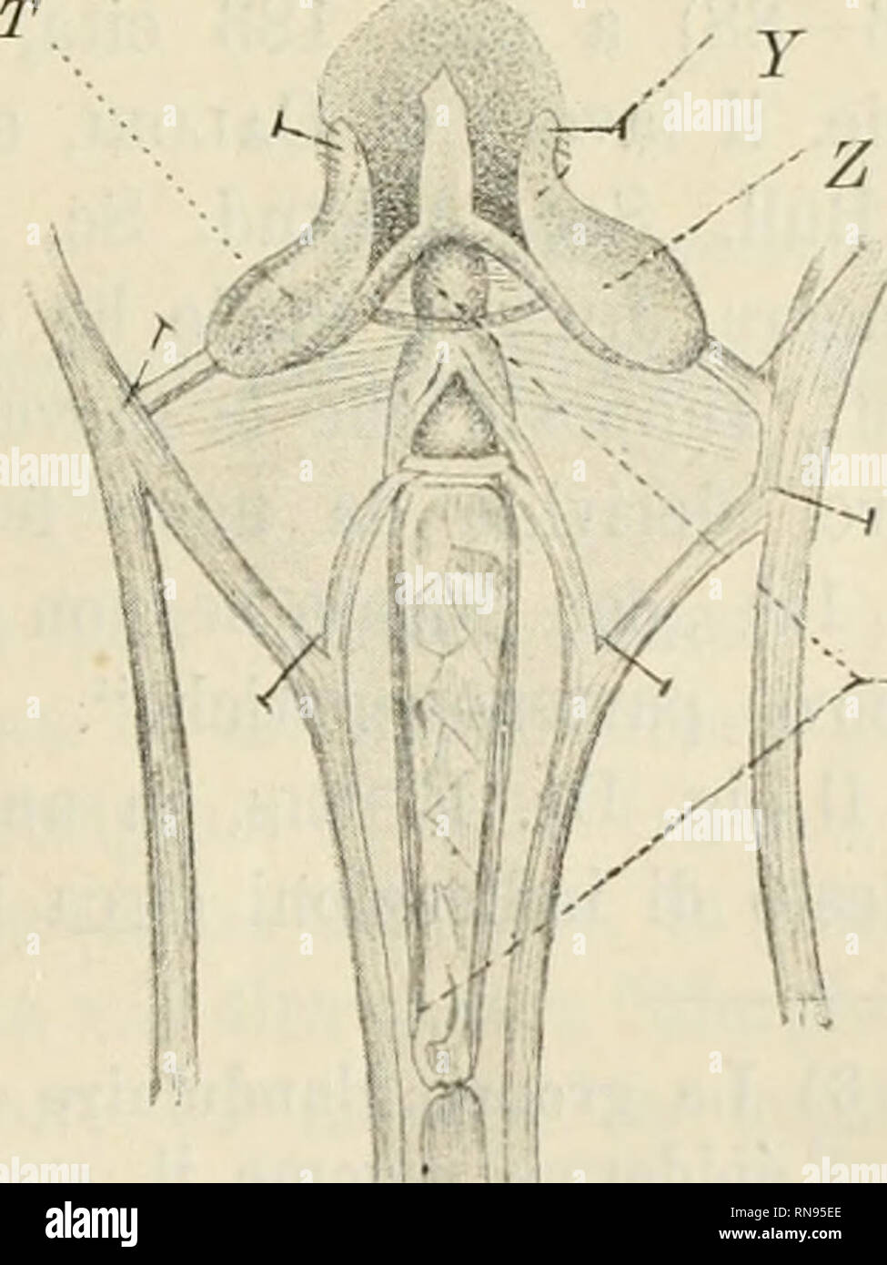 . Anatomischer Anzeiger. Anatomie, Vergleichende; Anatomie, Vergleichende. 497 Au Milieu de ce Systeme de Plaketten qui recouvre Le bord de la mächoire se trouve un Espace assez Große recouvert de six autres Plaketten (Abb. tout. 1 et 2 w, o, p, q, r, s) (Plaques), Quatre desquelles jugulaires (w, o p, q) grandes, de forme accouplees allongee et Deux à deux, konstituierende Deux ordres et symetriques semblables, anterieur et posterieur. Les Deux de V ordre posterieur (Abb. 1 e2; J, q), nicht contiguees en haut, abweichende beaucoup en Bas par leur Bord et arrondi Libre, Tandis que les Deux de I'ordre anterie Stockfoto