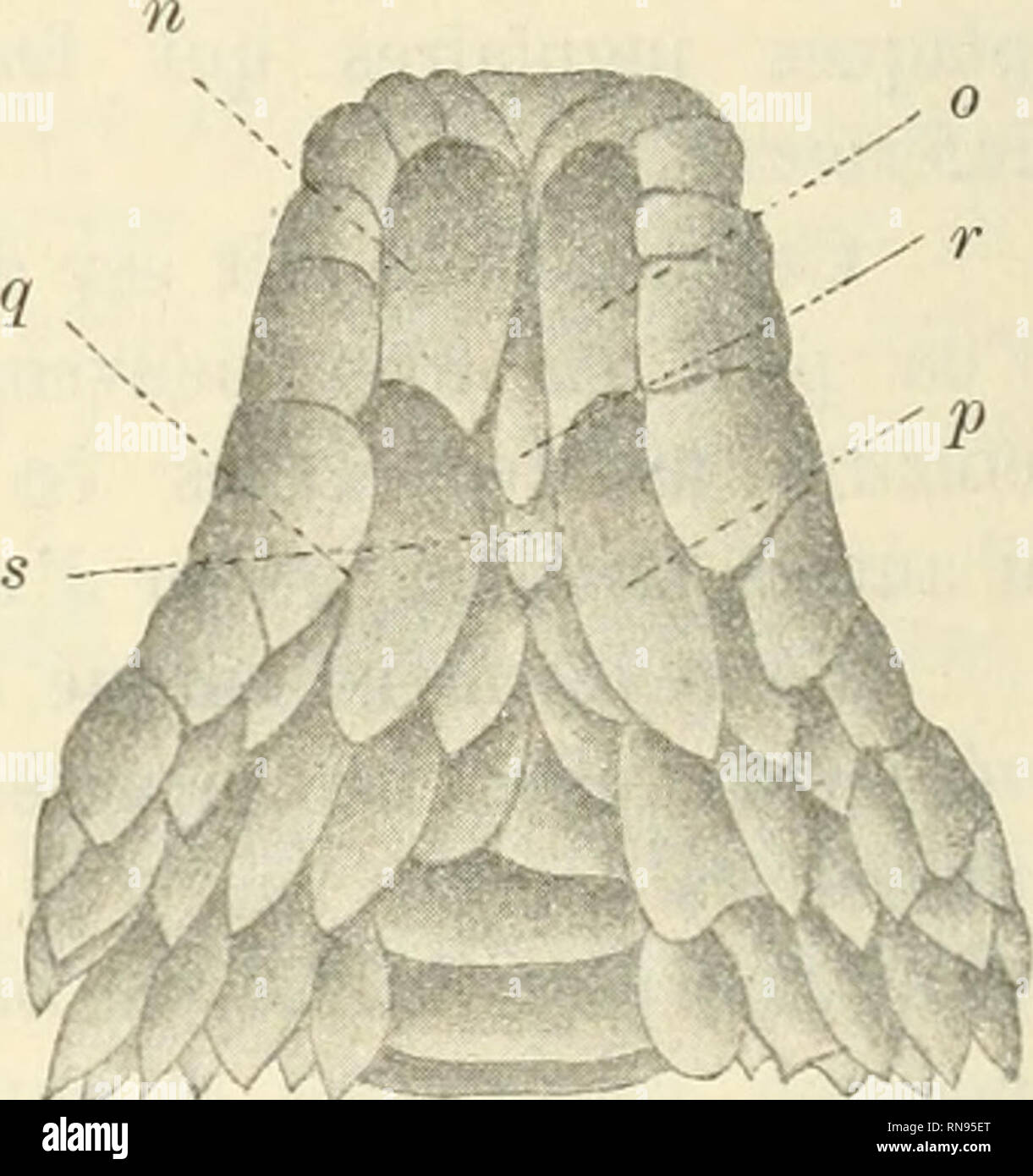 . Anatomischer Anzeiger. Anatomie, Vergleichende; Anatomie, Vergleichende. 496 raais Bien peu par la forme, ich liebe qu'elles sind toutes mehr oder weniger quadrangulaires, imbriqu^ es, avec Le bord 6 int rieur Libre et les Münzen un peu arrondis, les deux Premieren außer 6ES (Abb. 1a, 6) qui sind Presque rectangulaires en Meme temps que les plus Petites. Apres Ces deux Premieren il y a les deux Plaketten raoyenues plus Grandes (c, d) et enfin il y a les Deux dernieres, de grandeur Moyenne, entre les Premieren et les Sekunden (Abb. 1e, /). Tout cet ordre de Plaketten se replie un peu en dedans Le Long du bord m Stockfoto
