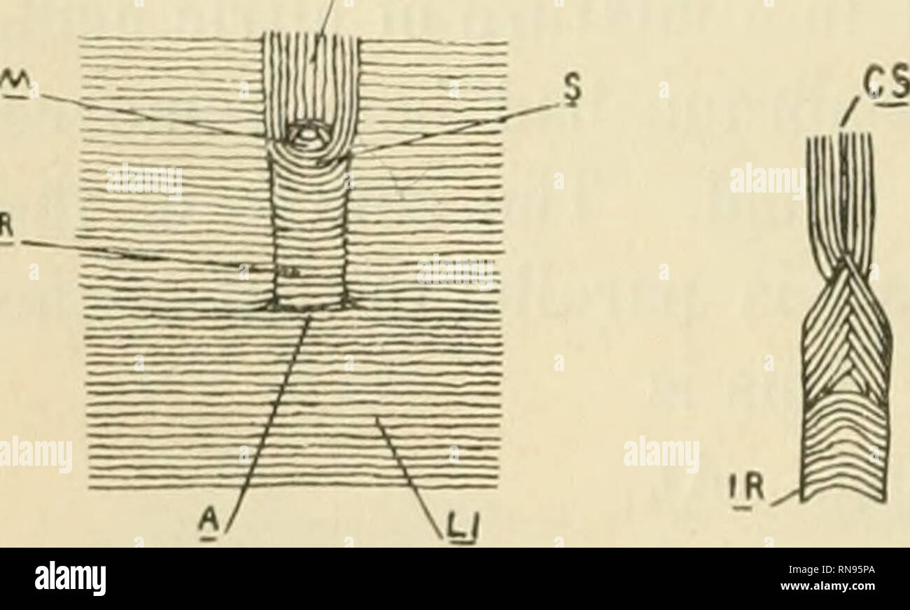 . Anatomischer Anzeiger. Anatomie, Vergleichende; Anatomie, Vergleichende. Kontinuierliche mit den Fasern des inneren Rundschreiben muskulösen Mantel. Die Anwesenheit einiger Fasern der innere kreisförmige muskulösen Mantel nur unter der Ampulle von Vater ist zu beachten, CS. Abb. 9 zeigt auch einen Schließmuskel über die Öffnung der gemeinsamen Galle-duct, S. Diese schliessmuskel besteht aus einem Muskulären Ring rund um die Öffnung des Kanals. Einige Fasern statt vollständig um die Öffnung an der Seite des Ring laufen und Biegen mit den Fasern der innere kreisförmige muskulös Co vorwärts Kontinuierliche geworden Stockfoto