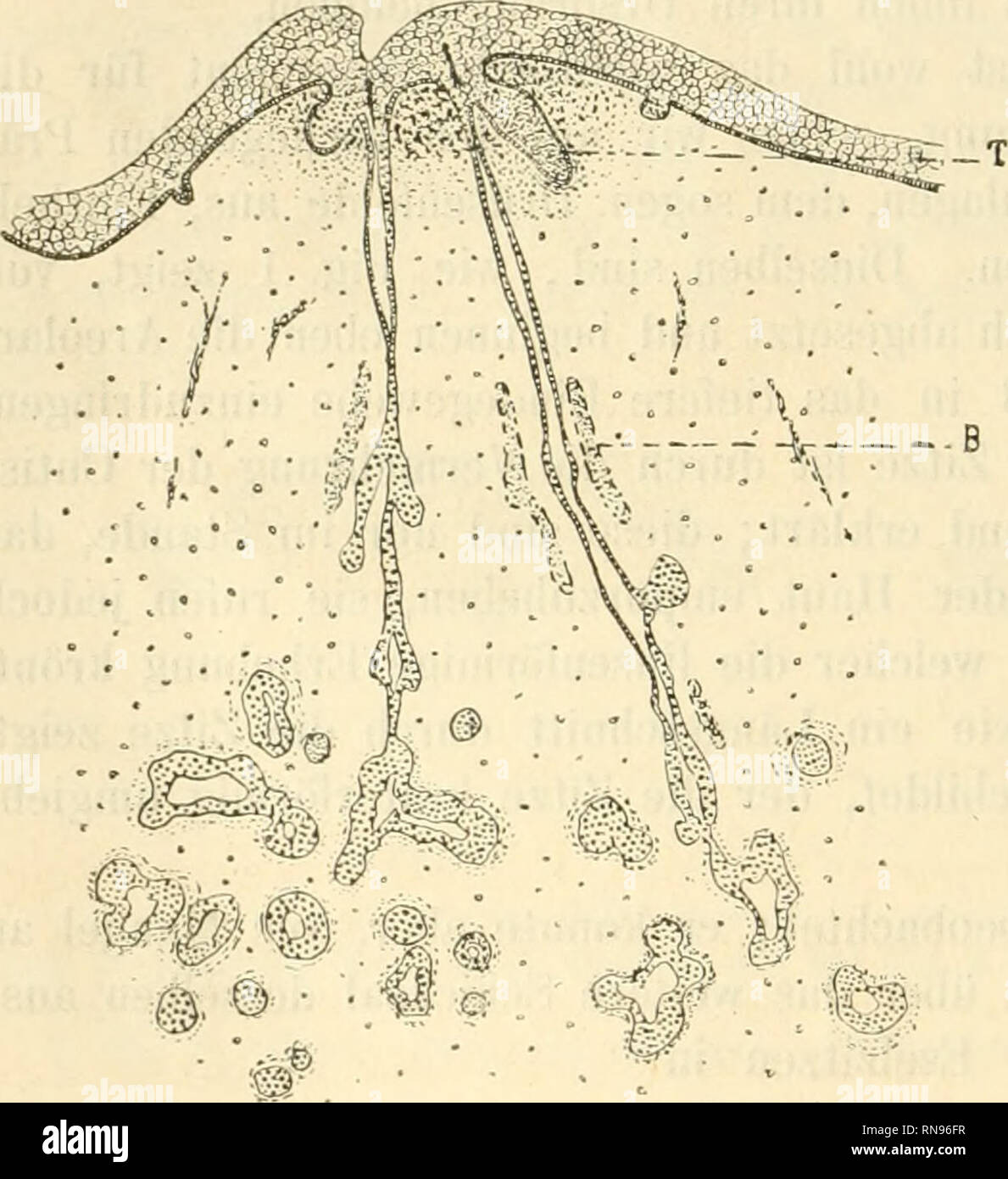 . Anatomischer Anzeiger. Anatomie, Vergleichende; Anatomie, Vergleichende. 22 Von histologischen Befunden ist bei DM91/2 cm langen Embryo zu erwähnen, daß Sterben Cutis von der Epidermis durch die einzellige Cyliuderzellschicht des Stratum Malpighii geradlinig abgegrenzt ist. Im Bindegewebe und Muskelfasern Blutgefäße treten auf. Von Haar-Anlagen ist noch nichts zu sehen. Eine einem älteren Embryo von 22 cm Scheitelsteißlänge (Abb. 4) hat naturgemäß eine lebhafte! Wickelung aller weiteren histologischen Elemente stattgefunden. Muskelfasern und Blut-Gefäße haben sich bedeu-tend vermehrt und weiter-ent Stockfoto