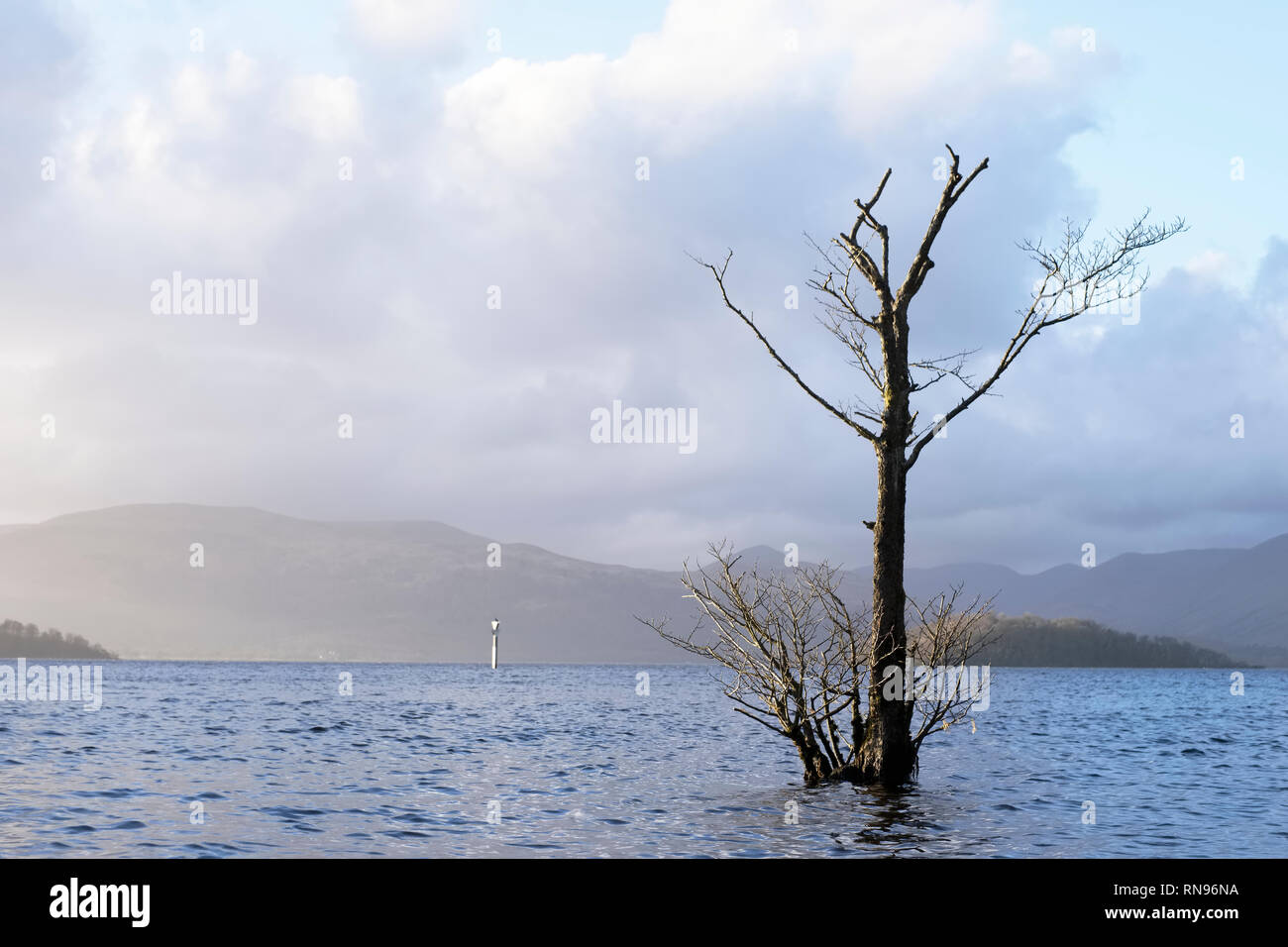 Baum allein Single in Wasser am Loch Lomond See ruhige Glückseligkeit überflutet Stockfoto