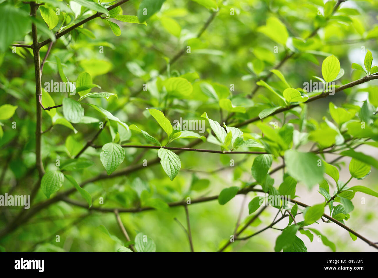 Grüne Blätter im Frühling. Flache Tiefenschärfe Stockfoto