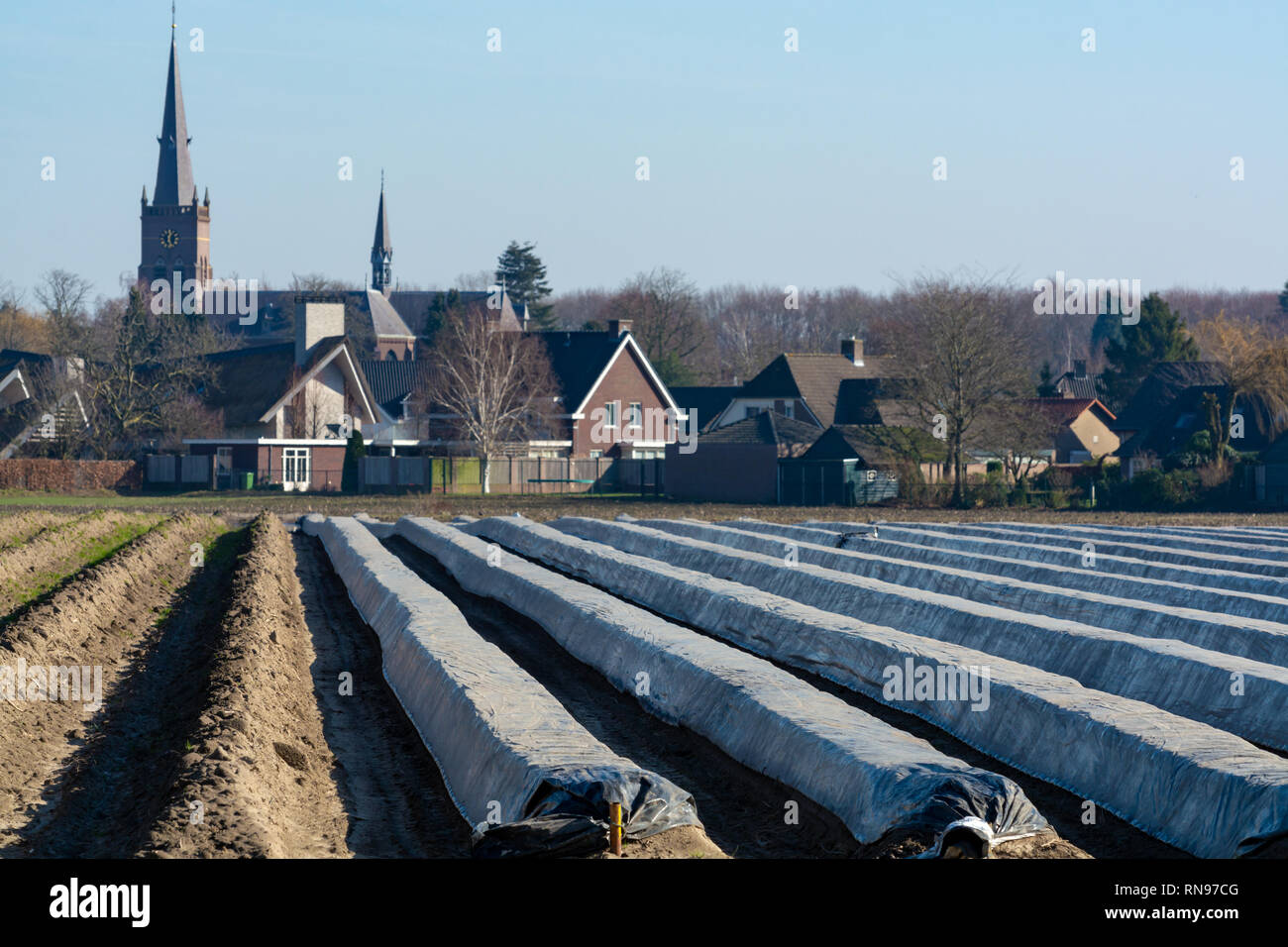 Zeilen Auf Weissem Spargel Felder Mit Folie Bedeckt Beginnt Der