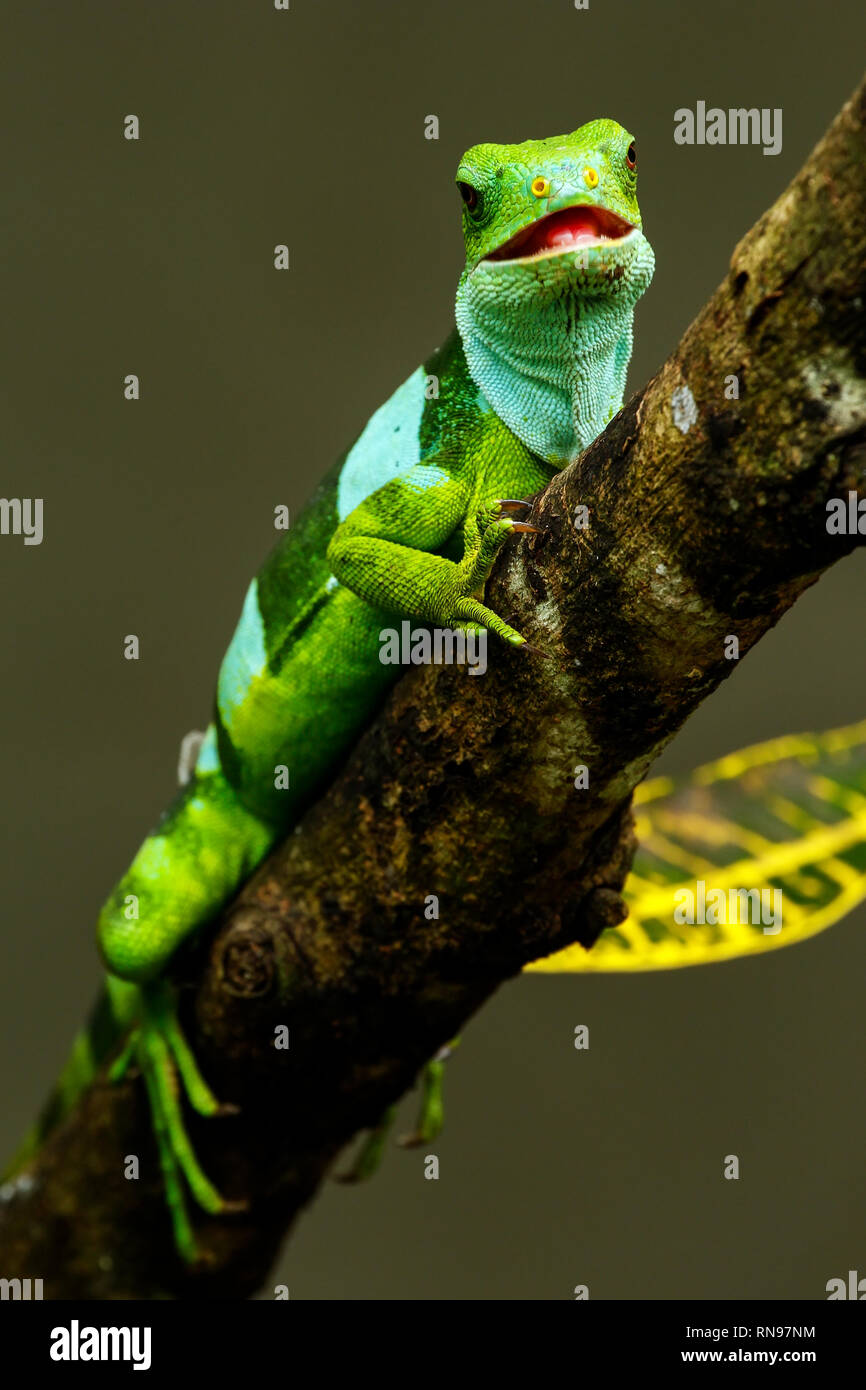 Männliche Fidschi gebändert Leguan (Brachylophus Fasciatus) auf der Insel Viti Levu, Fidschi. Es ist endemisch in den südöstlichen Fidschi Inseln. Stockfoto