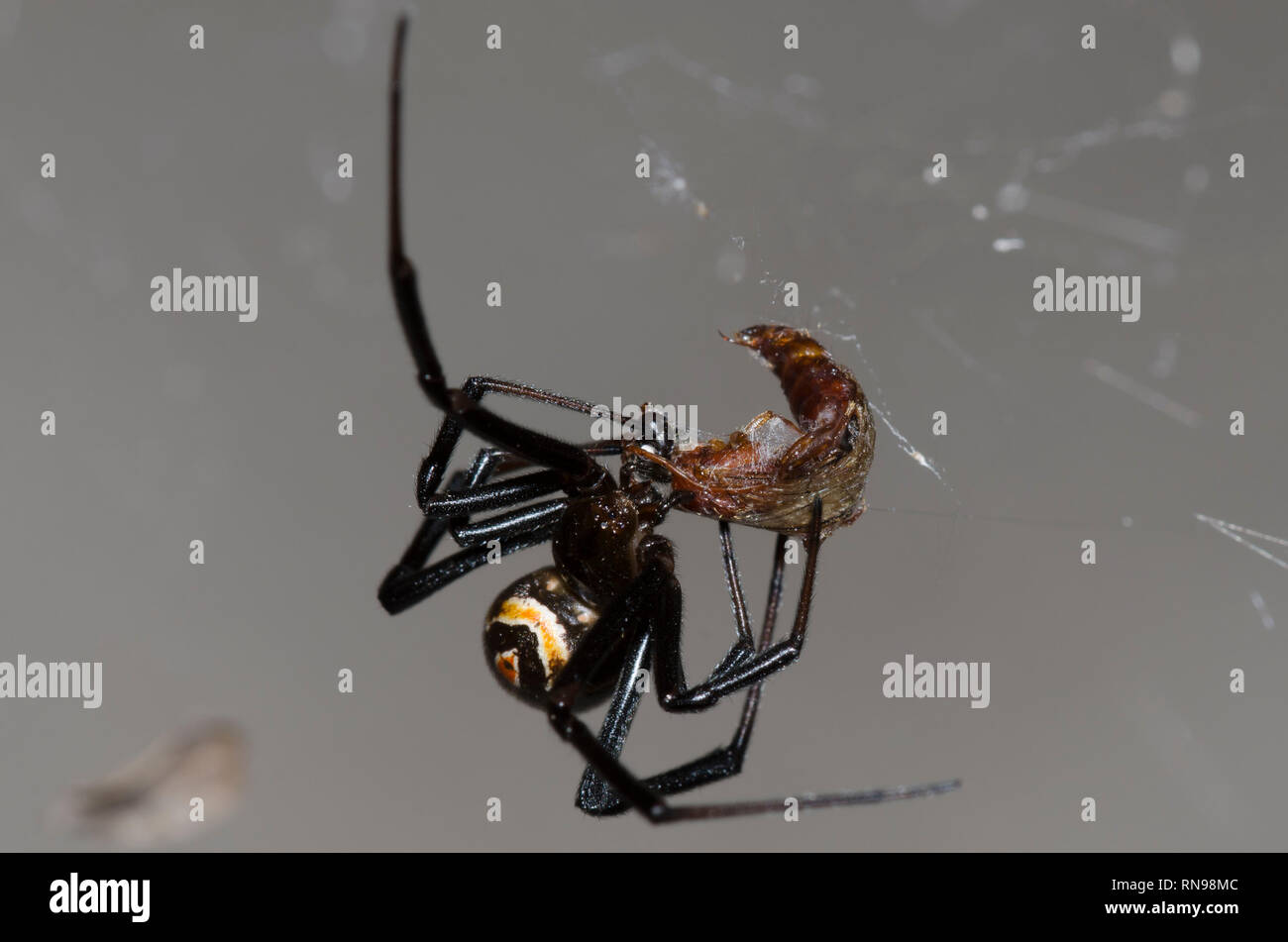 Western Black Widow, Latrodectus hesperus, Umhüllung Beute Stockfoto