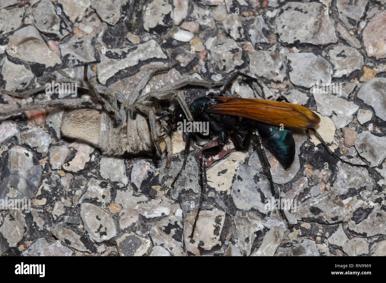 Tarantula Hawk, Entypus aratus, schleifend gelähmte Wolfsspinne, Hogna sp. Stockfoto