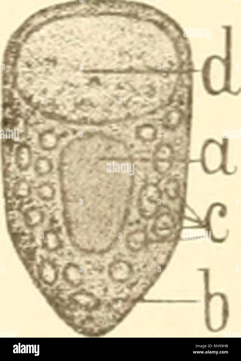 . Anatomische Hefte. Untersuchungen über die mechanisch wirkenden