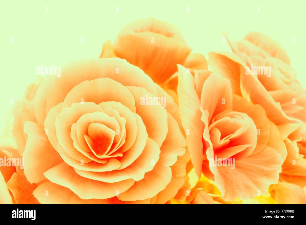 In der Nähe von wunderschönen natürlichen orange Begonien Blumen. Volle blühen in den Blumengarten mit üppiger Blüte von Begonia Stockfoto
