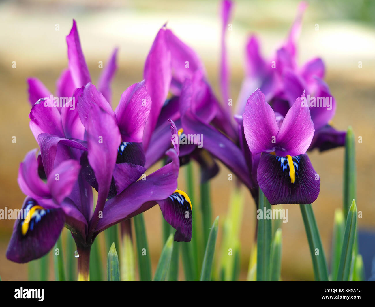 Nahaufnahme der Miniatur Purple Iris, Sorte "George", Blüte im Frühjahr Stockfoto