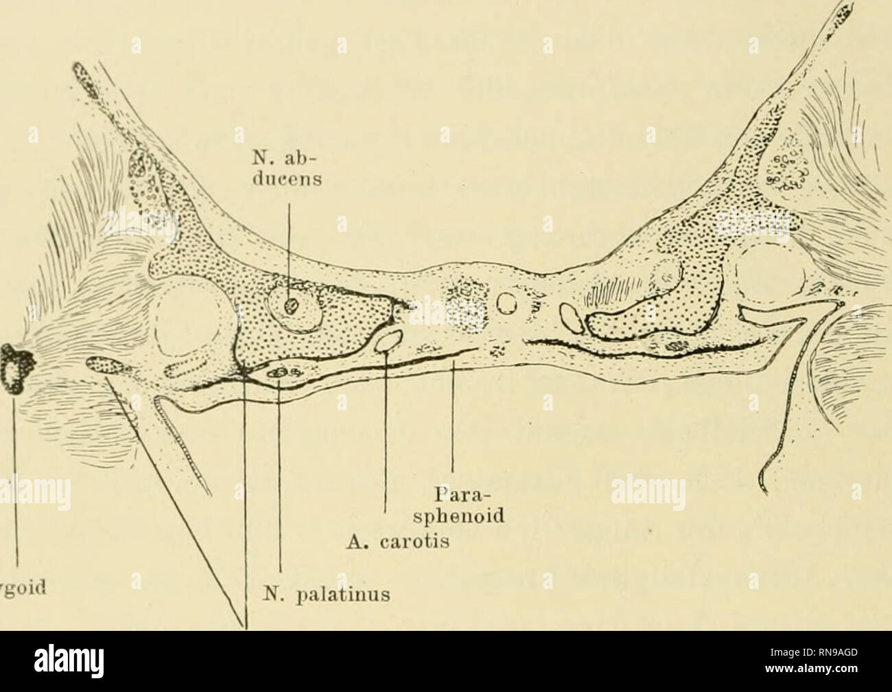 . Anatomische Hefte. MT, durch Anlagerung des Parasphenoids ein das