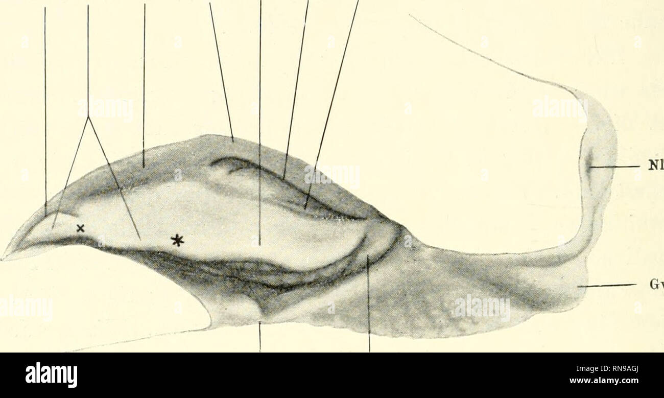 . Anatomische Hefte. 90 MICHIO INOÜYE, istdie Choaneii Cboanenleiste- deutlich ausgebildet (Abb. 26). Sie wird schmäler hinten / Mitte läuft gegen den Rand der ^3 liinicren rimitiven Choane aus, ohne an) er diesen zu er-reichen. 5/6 Igv vorderer Teil mehr in die Tiefe der primitiven Choane verlagert ist, üt) erragl ihr hinterer Teil das Nasenseptum ehi Gut nach unten. An der vorderen Tm. Gp. (w.) Sb. Ns. Gp. (H.) p.Ch. Chi.. Gw. Mw. Vg. Abb. 26. Linke Lehrwerk des Median durchschnittenen Kopfes vom Stadion VII, von der Schnittseite ihr ein wenig schräg sterben gesehen. Nl. Nasenloch. Gw. Gre Stockfoto