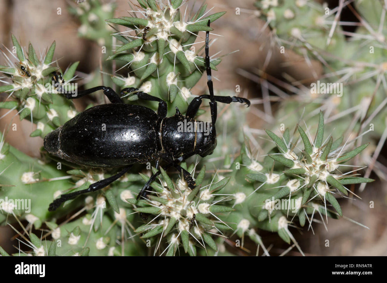 Cactus Longhorned Beetle, Moneilema gigas, auf cholla, Cylindropuntia sp. Stockfoto