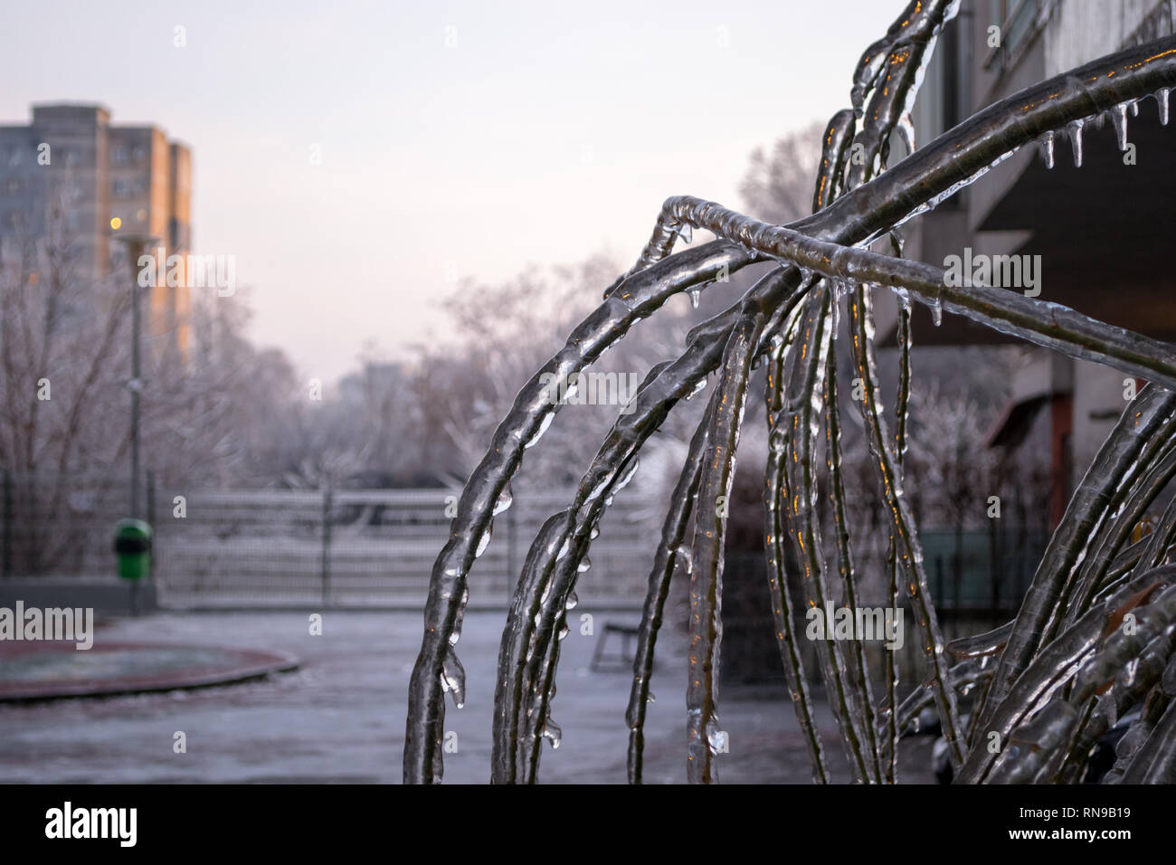 Urban flora Zweige gebeugt und bedeckt mit Eiszapfen, im Licht der untergehenden Sonne leuchten. Urban Winter nach Regen eiskalt. Stockfoto Urban flora Zweige gebeugt und bedeckt mit Eiszapfen, im Licht der untergehenden Sonne leuchten. Urban Winter nach Regen eiskalt. Stockfoto