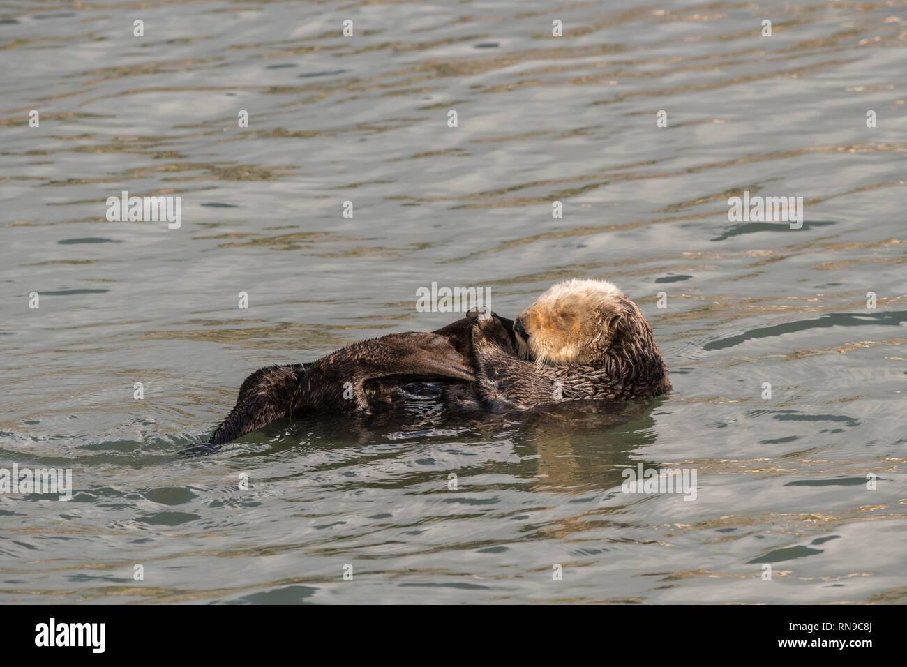 Kalifornien Sea Otter Stockfoto