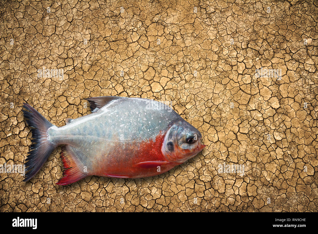 Tote Fische in der Wüste Stockfoto