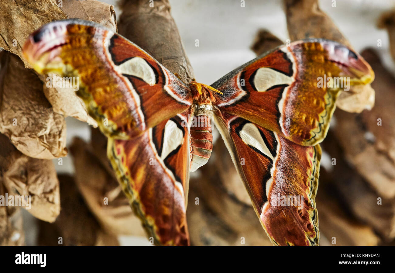 In der Nähe von Atlas Moth auf hängende Chrysalis mit einer geringen Tiefenschärfe Stockfoto