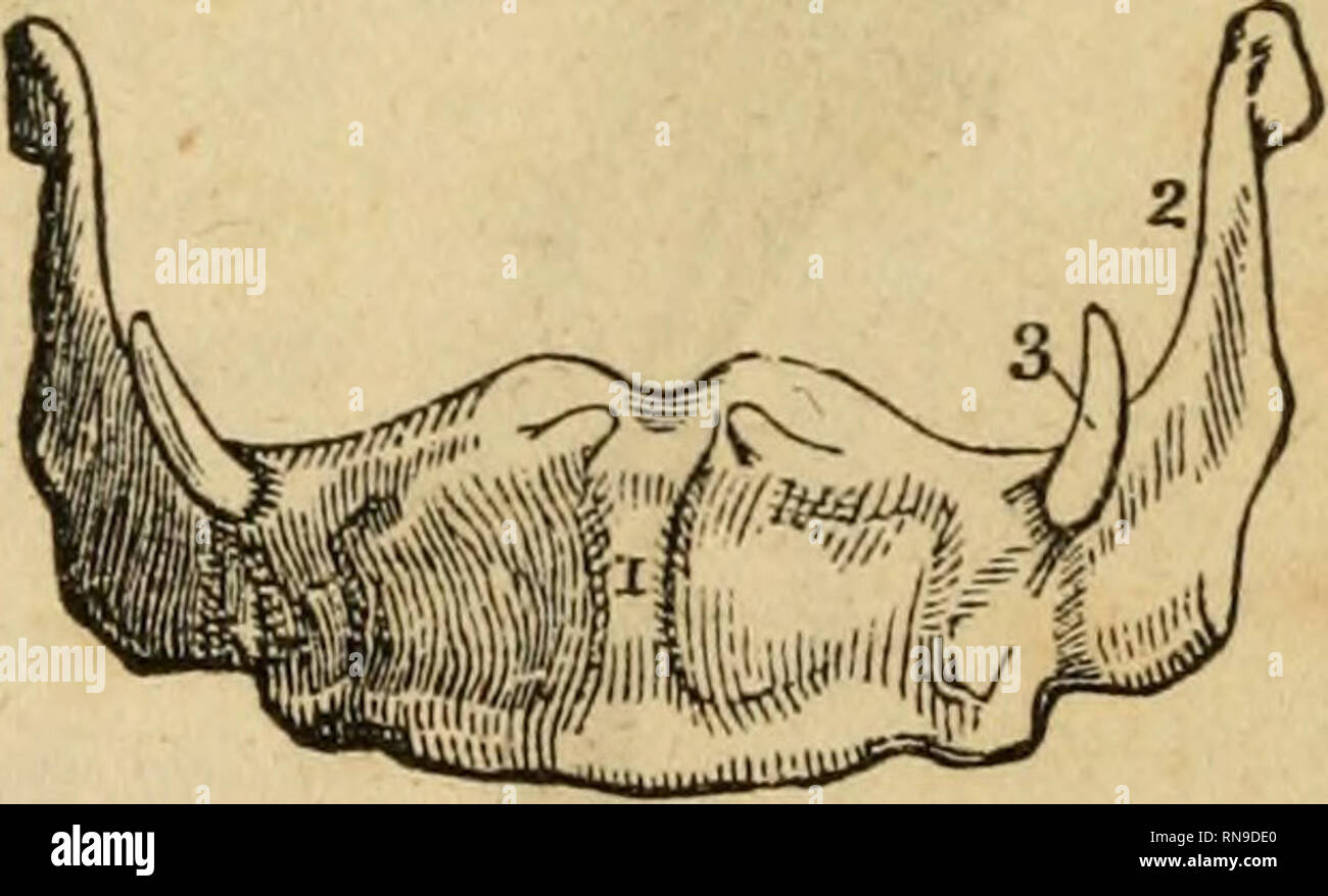 . Eine analytische Kompendium der verschiedenen Zweige der medizinischen Wissenschaft, für die Nutzung und Prüfung der Studierenden. Anatomie und Physiologie; Chirurgie; Gynäkologie; Medizin; Materia Medica. Obere Extremität. 35 Jochbeinbogen fossa, auch als zeitliche, ist der große Fossa auf beiden Seiten des Kopfes, durch die PARIETALE, Sphenoid, zeitliche und frontalen Knochen gebildet, und von außen begrenzt durch die zygoma. Die Tem-poral Muskel nimmt fast das ganze. Pterygo maxillaris Fossa oder Riss. - Diese ist an der Unterseite der jochbeinbogen Fossa, und durch die Sphenoid, Gaumen gebildet, und überh - Rior maxillaris Knochen. Es ist triangul Stockfoto