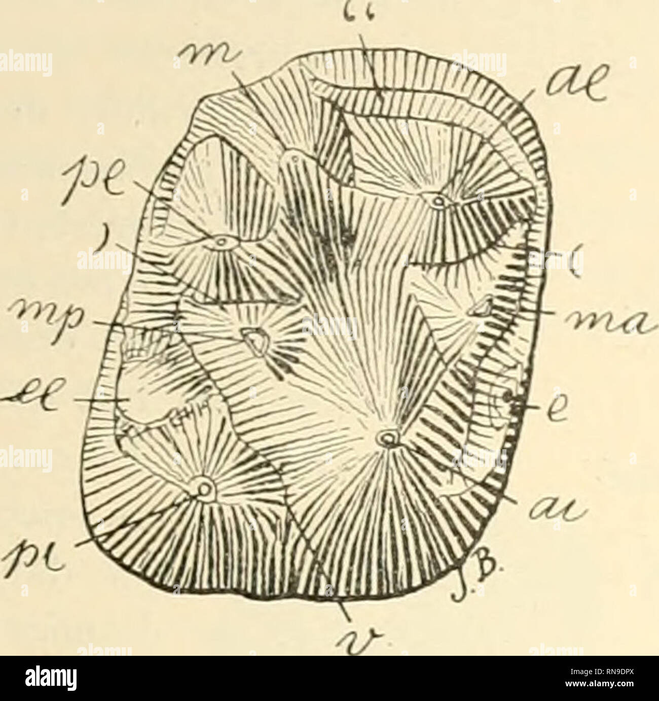 . Anales del Museo Nacional de Buenos Aires. Natural History -- Argentinien; Natural History - - Südamerika. AMEGHINO: MORPHOLOGIE PHYLOGÉNÉTIQUE. 410 gros auf inéme plus Gros que Tantérieur interue Ai, Ethyl avance plus que le Letzte dans l'iutérieur du Palais. Ces caracteres sind encoré plus visibles sur la molaire deruiére (Abb. 546) qui moutre Le tn-bercule postérieur interne pi encoré plus gros Et plus Separé des autres dentieules, et le Median postérieur dévié encoré plus en avant. Le Triangle est^ Uci défiui que dans les molaires antérieu -. Abb. Hilfe.^ Didotudtii¡ntdticuspis Amgh. Demié Stockfoto