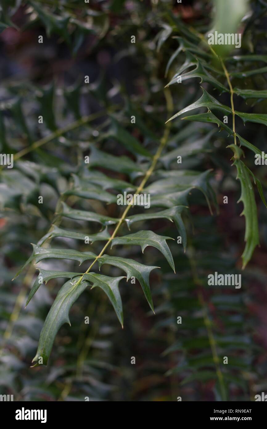 Blätter von Strauch ein mahonia Media 'Hoffnung'. Stockfoto