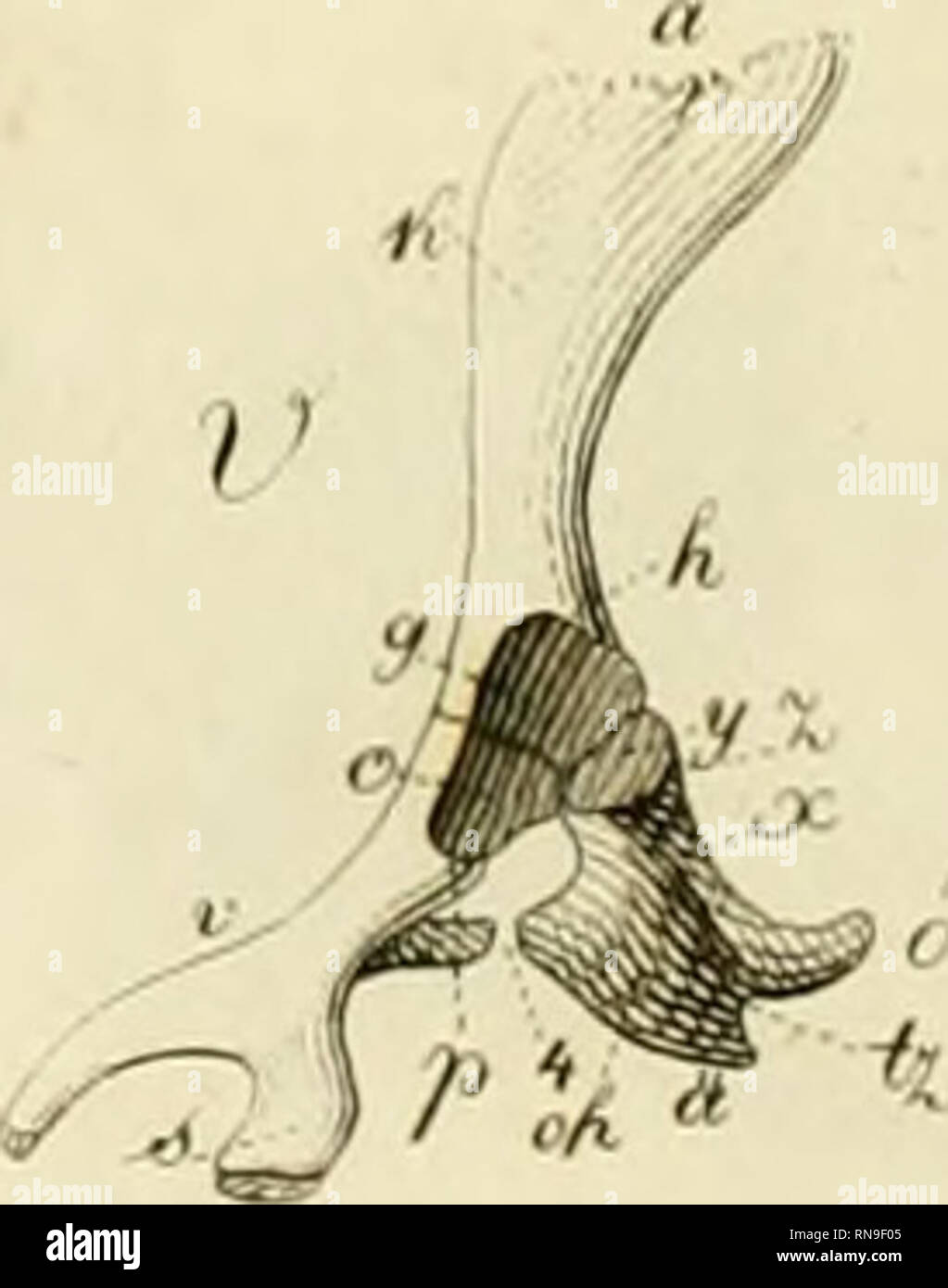 . Anatome testudinis Europaeae. Schildkröten - Anatomie. . Bitte beachten Sie, dass diese Bilder sind von der gescannten Seite Bilder, die digital für die Lesbarkeit verbessert haben mögen - Färbung und Aussehen dieser Abbildungen können nicht perfekt dem Original ähneln. extrahiert. Bojanus, Ludwig Heinrich, 1776-1827. Impensis Vilnae: auctoris, typis Josephi Zawadzki Stockfoto