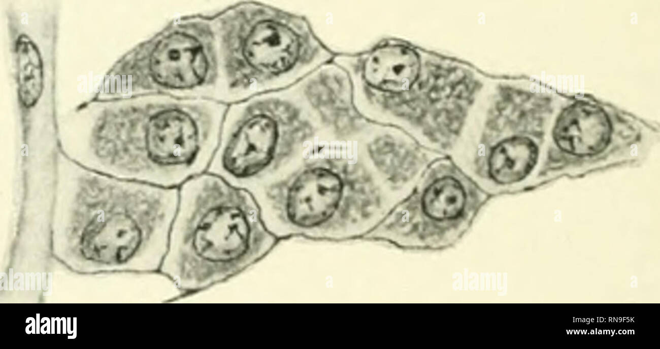. Die anatomischen Datensatz. Anatomie; Anatomie. : ^2 iJ Die anatomische Eecord Feb.29", 08. Mai nicht mehr Grund zu denken, dass es eine organische Verbindung zwischen den Zellen und der Schiffe ist, es ist sicher, dass die Zellen haben eine sehr großzügige Blut - Versorgung und eine enge räumliche Beziehung zu den arteriolen Der samenbläschen Tubuli. Da die kleinen Zweige der Spermatic Arterie, die Eingabe von der Albuginea und die interlobular Septen, müssen die Intertubular Räume, die weitgehend durch die interstitiellen Zellen besetzt sind, ist es klar, dass die Sammlungen dieser Zellen wird durch die arterio durchstochen werden Stockfoto
