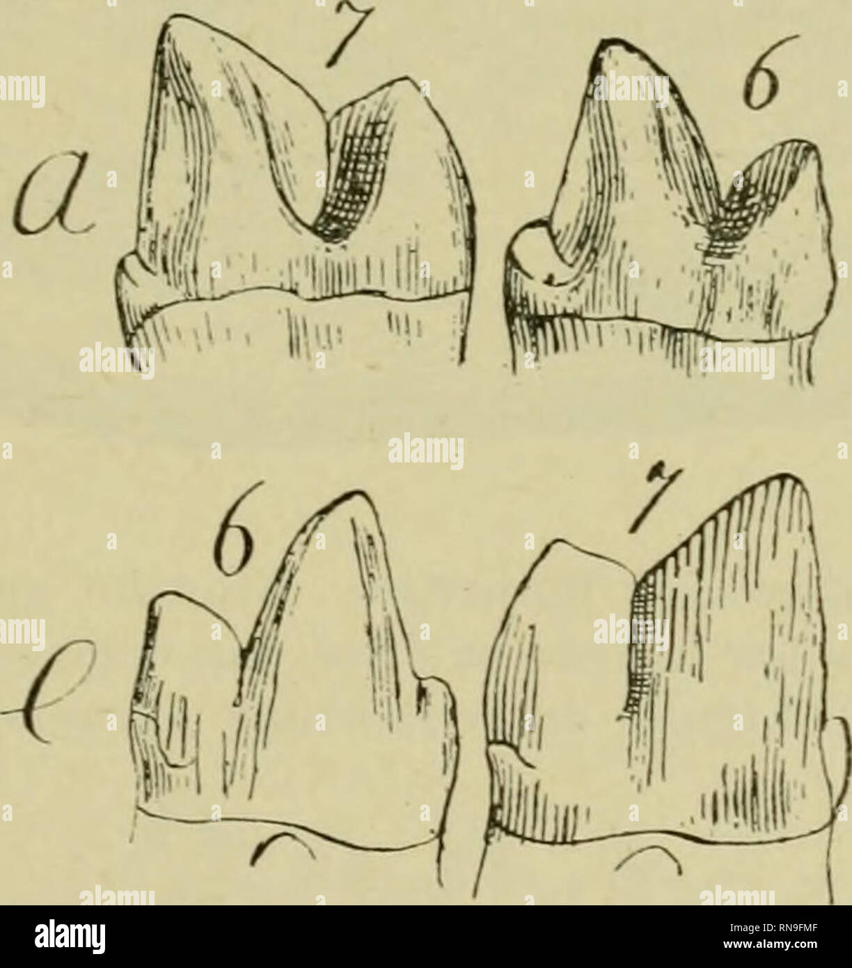 . Anales del Museo Nacional de Buenos Aires. Natural History; Natural History. B. in Abb. 257. Acrocyon sedorius Amgh. A, Les molaires supérieures 2 á 6 du cóté Gauche; a, Vues d'en Bas; e, vues par le cóté externe; ¿, vues par le cóté Internierten, de graudeur Naturelle. B. Les Deux derniéres molaires inférievires du cóté gau-che Le méme Champagnerkelch que les supérieures; a, vues par le cóté interne; e, vues par le cóté externe, grossies une Moitié (^de la Grandeur naturelle. Su-Eocéne périeur de Patagonia (santacruzéen). raison directo avec des j^ iéces originales de Hyaenodon Bequieni et de Hijaenodo Stockfoto