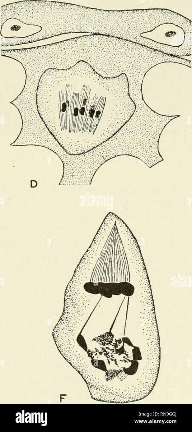 . Analyse der Entwicklung. Embryologie; Embryologie. Abb. 16. Arten der mitotischen Spindel. A, Erste Reifung metaphase in Ei von Artemia (nach Grober, '35). B, Spaltung von Artemia (nach Grober, '35). C, erste Samenzelle metaphase in einem coccid, Llaveia bouvari (nach Hughes-Schrader, '31). D, die oogenese von Acroschismus (nach Hughes-Schrader, '24). E, frühe ana-phase Spindel in der radiolarie Aulacantha (nach Borgert, '00). F, zweite samenzelle Abteilung von Gossy - paria (nach Schrader, '29). Bitte beachten Sie, dass diese Bilder aus gescannten Seite Bilder, die digital wurden en extrahiert werden Stockfoto