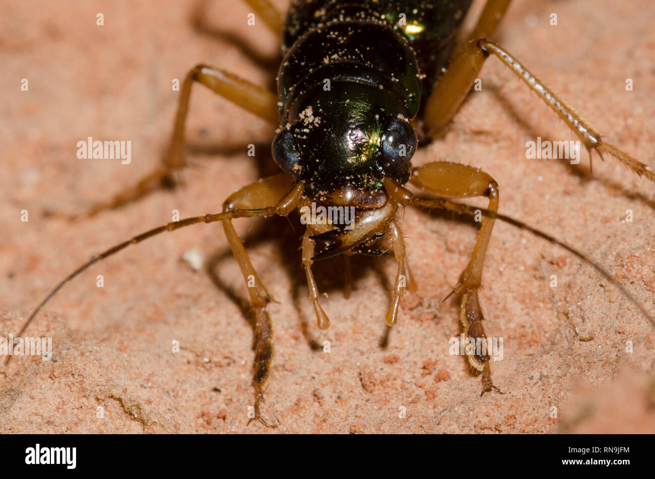 Virginia metallische Tiger Beetle, Tetracha virginica Stockfoto