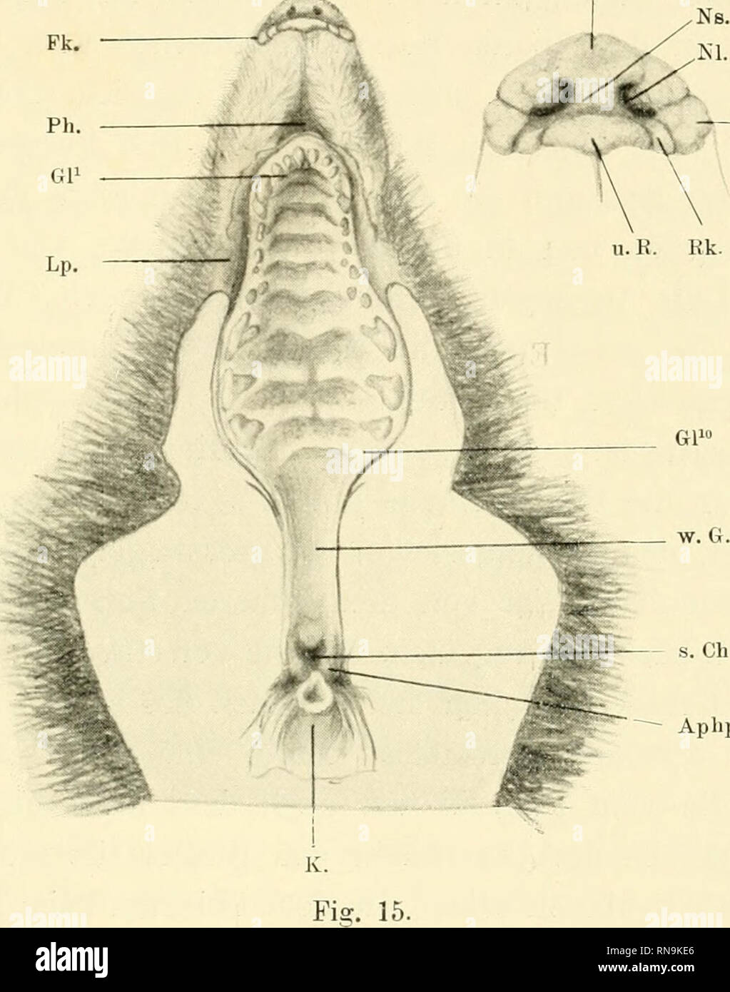 Anatomische Hefte Der Zwischenkiefer Entsteh U Verlauf D Hasenschartenkieferspalte Usw O 87 Saume Und Einer Kleinen