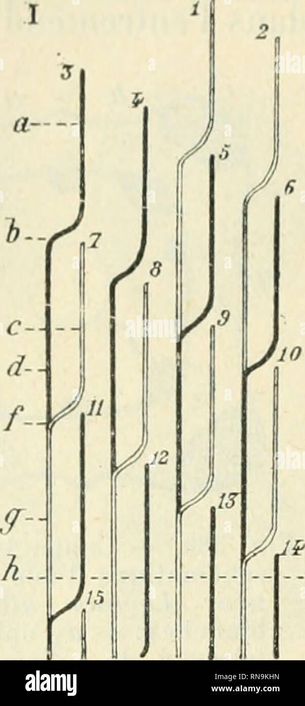 . Végétales physiologie Anatomie et à l'usage des étudiants en sciences naturelles des universités, des élèves à l'Institut agronomique, des écoles d'Landwirtschaft usw. Anlage Anatomie; Pflanzenphysiologie. : 0 l, ein TKiK l t iiisérce [t^j^. . IHG, Ij), en l'Iraversaiil ûcorcc; Sohn Parcours est alors iniiiiimim (mouron). Dans ce cas, (CCI) Ar c) lioii, La tige Rest symétrique par rapport à Taxe dans toute Sohn étendue. 2 "Tantôt le i "aisceau foliaire séjourne dans le i-i/lindi-e Zentrale, Le Long d'un ou plusieurs entreuM der Uds ((ig. 381,-/ir-et 3 H2/>), latéralement au Fais-ceau cauliiiaire' Stockfoto