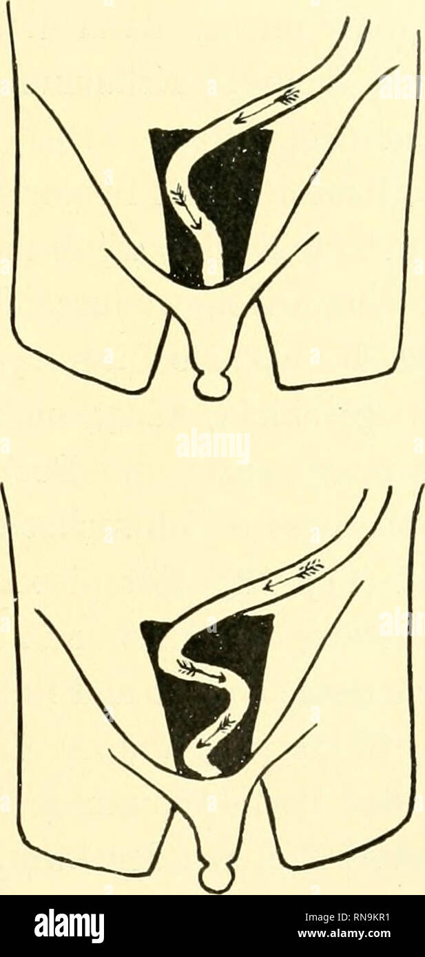 . Anatomische Hefte. . Abb. 10. Schemata über die Entwickelung der Plicae transversae. Das, wo Lewis (Fötus von 12 cm) und ich hier ge-wesen imstande sind, sie zu konstatieren. Sterben Kausalmomente bei ihrer Ausbildung erklärte Merkel als Unbek. Bei der mikroskopischen henkes lolland of this Darmwand - faltet findet man keine stärkere Entwickelung der Gewebe-gruppen, sondern einfach eine Kurz in der ganzen Darmwand. Die mitwirkenden Ursachen bei der Bildung of this Faltet durcheinander bringen. Bitte beachten Sie, dass diese Bilder aus gescannten Seite Bilder, die digital für readabi gesteigert wurden extrahiert werden Stockfoto