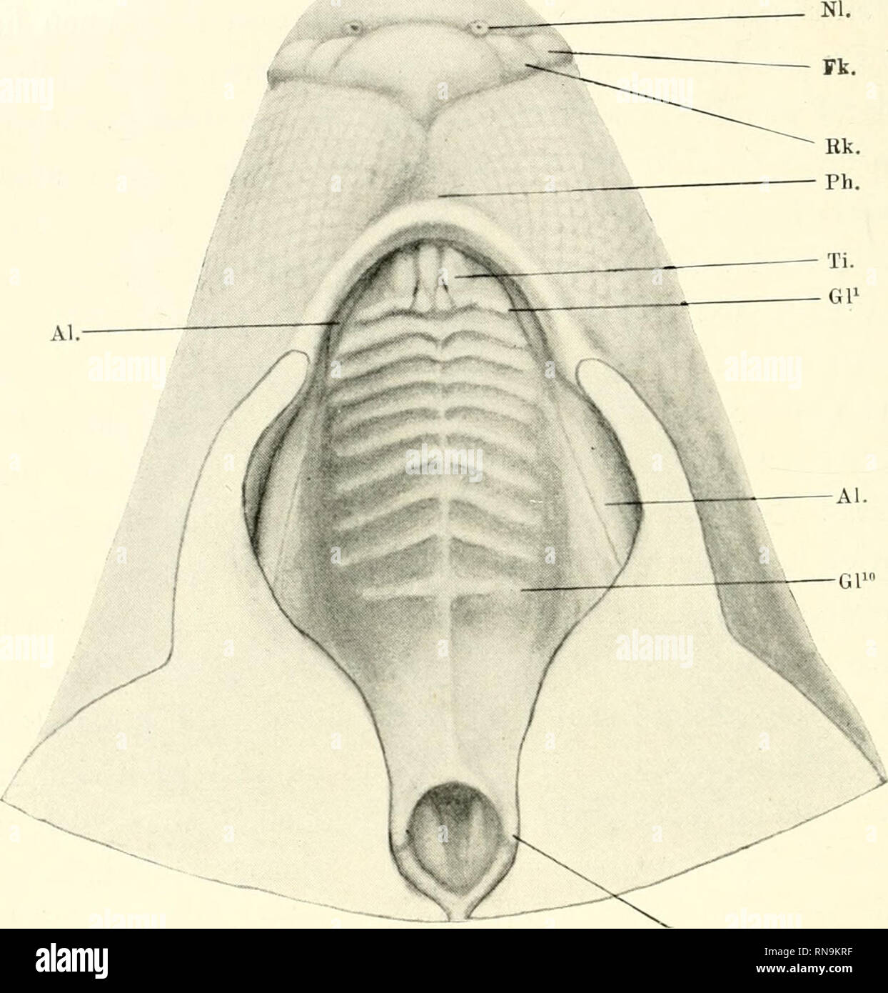 . Anatomische Hefte. MIOHIO INOÜYE, =^ tadium XI. Of this Embryos, der in bekannter Weise präpariert, in Abb. 47 abgebildet ist, unterscheidet sich von dem vorigen Stadium hauptsächlich dadurch, dass sich bei ihm. Pbw. Abb. 47. Flächenansicht des sekundären Gaumens vom Stadion XI. Nl. Nasenloch. Fk. Flügelknoten. Rk. Randknoten. Ph. Philtrum. Ti. Tuberculum nicisivum. GP erste, Gl "^zehnte Gaumenleiste. AI. Alveolarleiste. Phw. Pharynxwulst Vergrösserung 12 Fach. Der sekundäre Gaumen sowohl vorn als auch hinten vollkommen geschlossen hat. Von 'der Rü s s e 1 s ch eib e Hut mau nicht viel zu Stockfoto