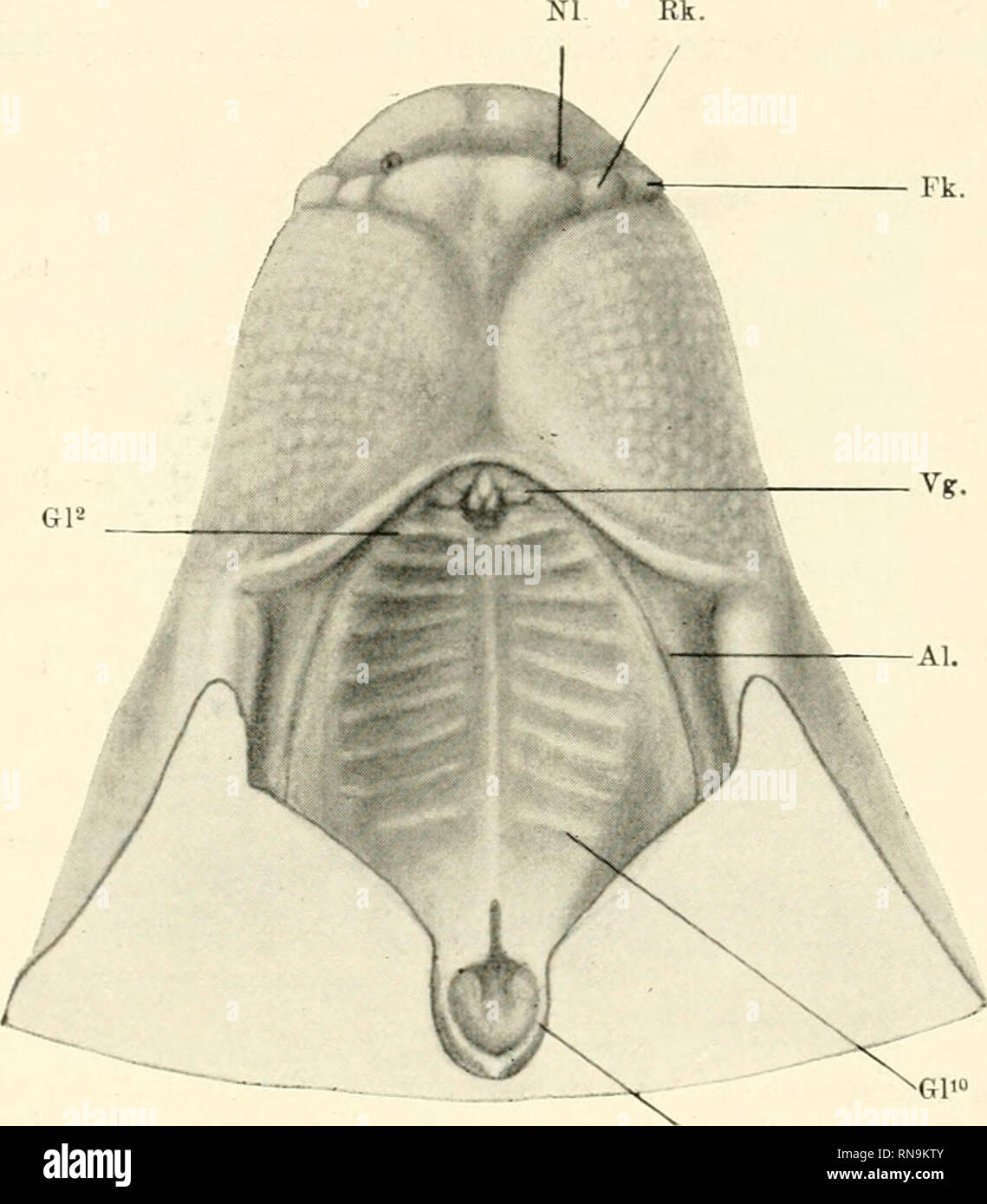 . Anatomische Hefte. Die Entwickelung des sekundären Gaumens einiger Säugetiere usw. 131 Epitheleinsenkiiiig (Abb. 44 *) ül) Äh, welcho dicht am Rande des medialen "organmens mit dem (iaiimenlochboden nach vorn zieht. Sie nimmt in diesem Verlaufe die Mündung des Jacob-Sohn sehen Organe anf, um dann an der vorderen Ecke des Ganmenlocbes zu beschließen. Kpitheleinsenkung wird mit der sterben. Aphj). Abb. 45. Flächenansicht des sekundären Gaumens vom Stadion X. NL. Nasenloch. Rk. Randknoten. Fk. Flügelknoten. Vg. Vorgaumen. AI. Alveolarleiste. GP zweile, GP "zehnte Gaumenleiste. Aphp. Arcus pharyngopal Stockfoto