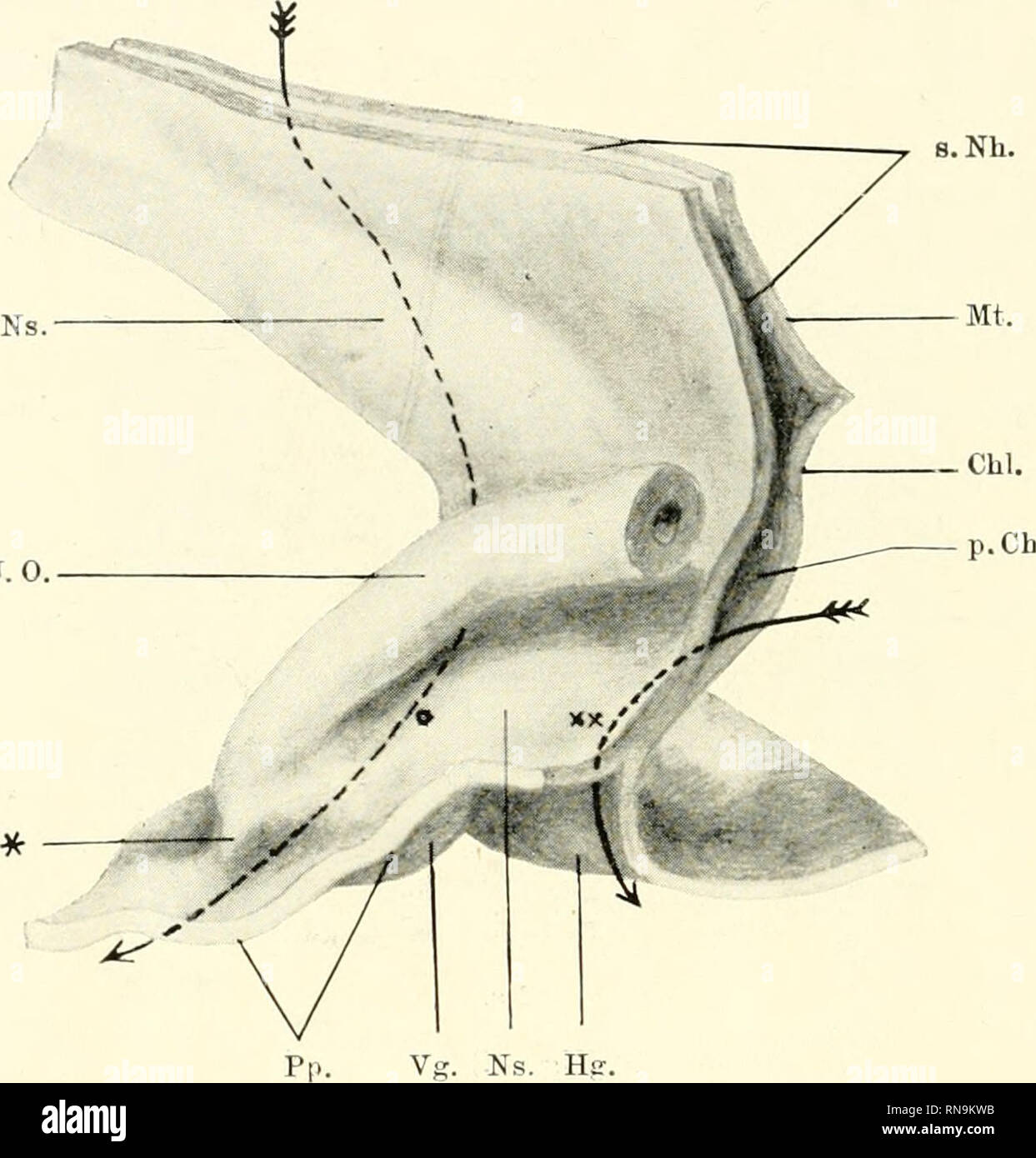 . Anatomische Hefte. 130 MICHIO INOUYE, mit dicken Epitlielschicht versehen und wird, wenn die Nasengaumenspalte sich von liinten Ihr Schhesst, als ein Kanal ausgespart, welcher dann den oheren, weitaus grössten Abschnitt des Ductus Stenonianus (Nasengaumengang) dar-stellt: sie bleibt auch jetzt noch als eine Halbrinne, sterben von s. Nh.. Flg. 44. Rechte Nasengaumenspalte in Verbindung mit dem zugehörigen Jacobson sehen gefunden worden, der besagte, sowie dem benachbarten Teile der rechten Nasenhöhle. Plattenmodell des Epithelüberzuges. Stadion IX s. Nh. sekundäre Nasenhöhle. Ns. Nasen - Septum. J.0. Jacobsonsche Stockfoto