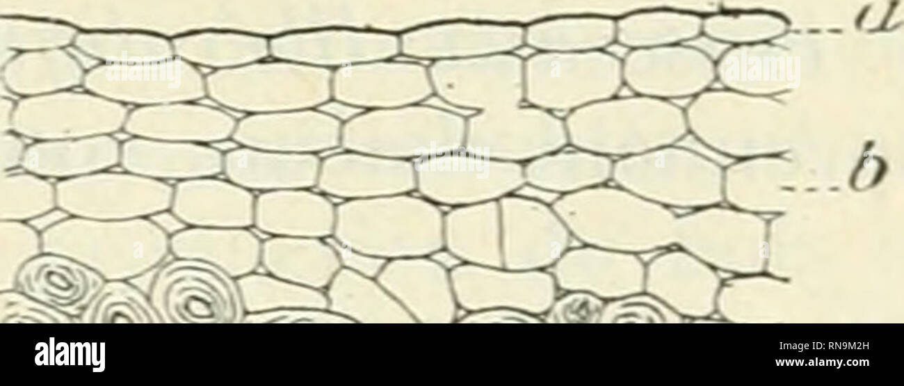 . Végétales physiologie Anatomie et à l'usage des étudiants en sciences naturelles des universités, des élèves à l'Institut agronomique, des écoles d'Landwirtschaft usw. Anlage Anatomie; Pflanzenphysiologie. -_... C. Bitte beachten Sie, dass diese Bilder sind von der gescannten Seite Bilder, die digital für die Lesbarkeit verbessert haben mögen - Färbung und Aussehen dieser Abbildungen können nicht perfekt dem Original ähneln. extrahiert. Belzung, Ernest Ferdinand, 1859 -. Paris F. Alcan Stockfoto