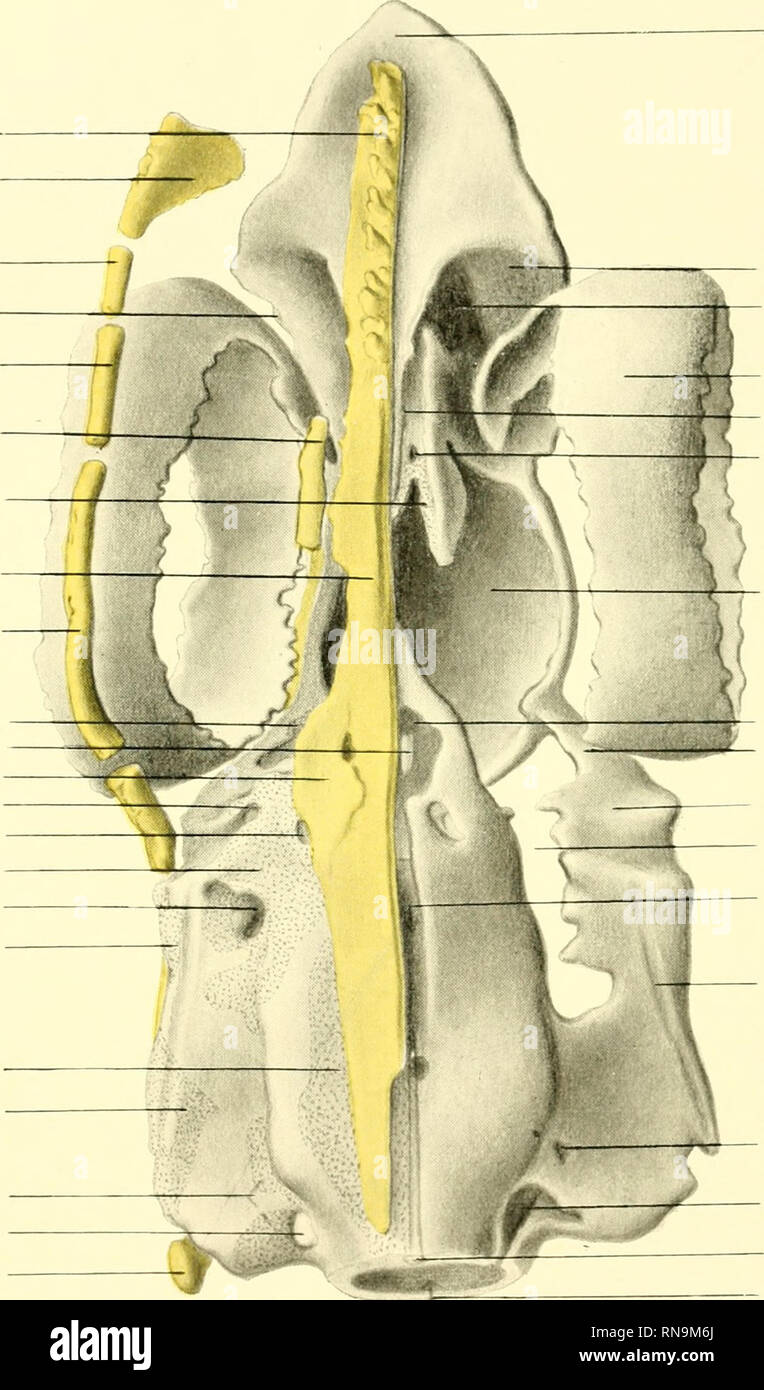 . Anatomische Hefte. Anatom. Hefte. I. Abt. 147/148. Heft (49. Bd. 1, H