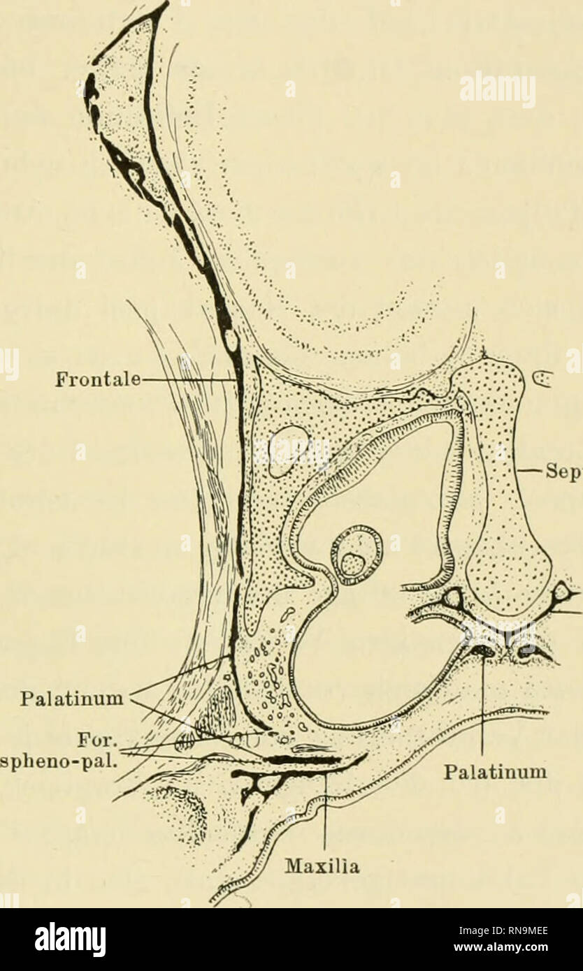 . Anatomische Hefte. Und säugerpterygoid Echidnapterygoid usw. 357 sich der vordere Teil der Pars perpendicnlaris palatini die Aussenfläche der Nasenkapsel ein, wie das schon D u r s y angab unter Hervorhebung der Abweichung, dass beim Menschen this Anlagerung nicht ein sterben Aussen - übrigens, sondern ein. i-Septum nasi Palatinum Abb. 26. Acrobates pygmaeus, älterer Embryo mit weitgehender Ossifikation des Knor - pelschädels. Vorderer Teil des Palatinums, in der Gegend des Foramen spheno - Palatinum. Pars perpendicularis aussen der Nasenkapsel angelagert. sterben Innenfläche der lateralen Nasenkapsel Stockfoto