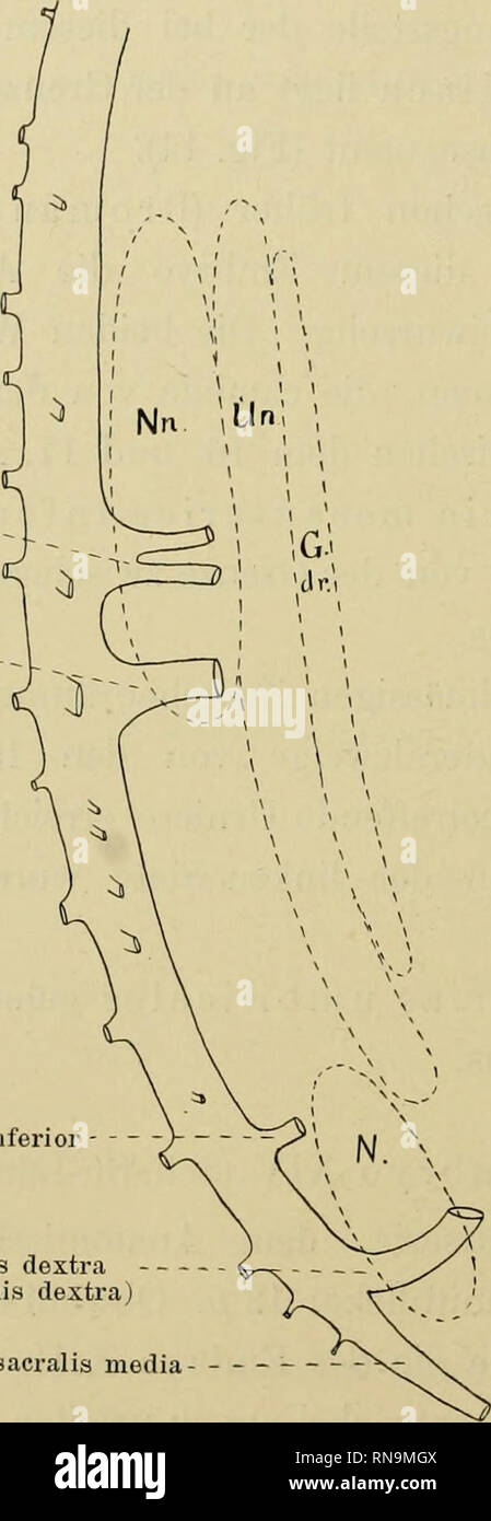 . Anatomische Hefte. 452 1 VAR BROMAN, sie sich mit der Aorta descendens Sinistra zu der einfachen Aorta descendens. A. coeliaca Arteria mesenterica superior Arteria mesenterica inferior - Arteria umbilicalis dextra (= A. iliaca communis Dextra) mit der Beschriftung Arteria sacralis Medien. Abb. 15. Sagittalrekonsttuktion der Bauchaorta eines 11,7 mm langen menschlichen Embryonen. Von rechts gesehen. Veigrösserung 40 fach. Die Länge und die höhelage der Urniere (Ün), Geschlechtsdrüse (DDR), Nebenniere (nn) und Niere (N) sind durch punktierte Linien schematisch angegeben. Von der cranialen Partie des 10. Aortensegm Stockfoto