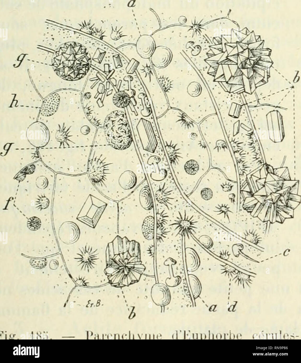 . Végétales physiologie Anatomie et à l'usage des étudiants en sciences naturelles des universités, des élèves à l'Institut agronomique, des écoles d'Landwirtschaft usw. Anlage Anatomie; Pflanzenphysiologie. Fij;. 184. - Joubarbe (CRA-; - sulacée), plante Riche en Acide malique (ç!; v. Nat.). 2. - Acide malique. - L'acide malique (^CIl^O') existe dans divers Früchte, unter anderem dans les Pommes [Malus], dans les groseilles, Les fraises, Les baies du Sorl) iei% et Il s'y trouve en partie ihre Mahlzeiten "élat Libre, en partie à lélat de nialate de Calcium. Citons eu-outre la Teje et les feuilles charnues des Cactées (Opu Stockfoto