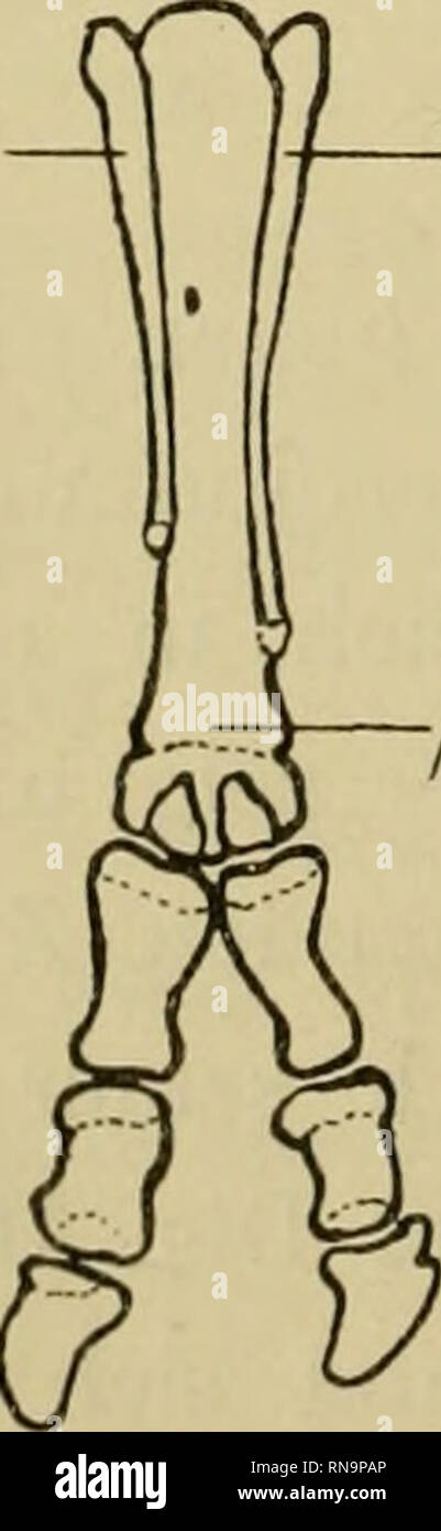 . Anatomische Hefte. 44 R. Reinhardt, Vierter Fall. Rechter Vorderfuss eines Fohlens, eingesandt vom Tierarzt N. in B. Hierzu bemerkt der Einsender, dass die Mutter des Fohlens 48 Tage, nachdem sie vom Hengst gedeckt, auf der Chaussee einer Bande mit einem Dromedar und Affen begegnet sei. Die Stute sei vor dem Dromedar gewaltig erschrocken und ganz rasend gewesen. Der Aufwand des Füllens ähnle ganz dem eines Dromedars; sterben Enstehung desselben sei auf" Versehen der Mutter" zurückzuführen. Endlich is also N. noch ein, dass das Fohlen nicht in sterben Klauensohle, sondern in die Haut der Kron Stockfoto
