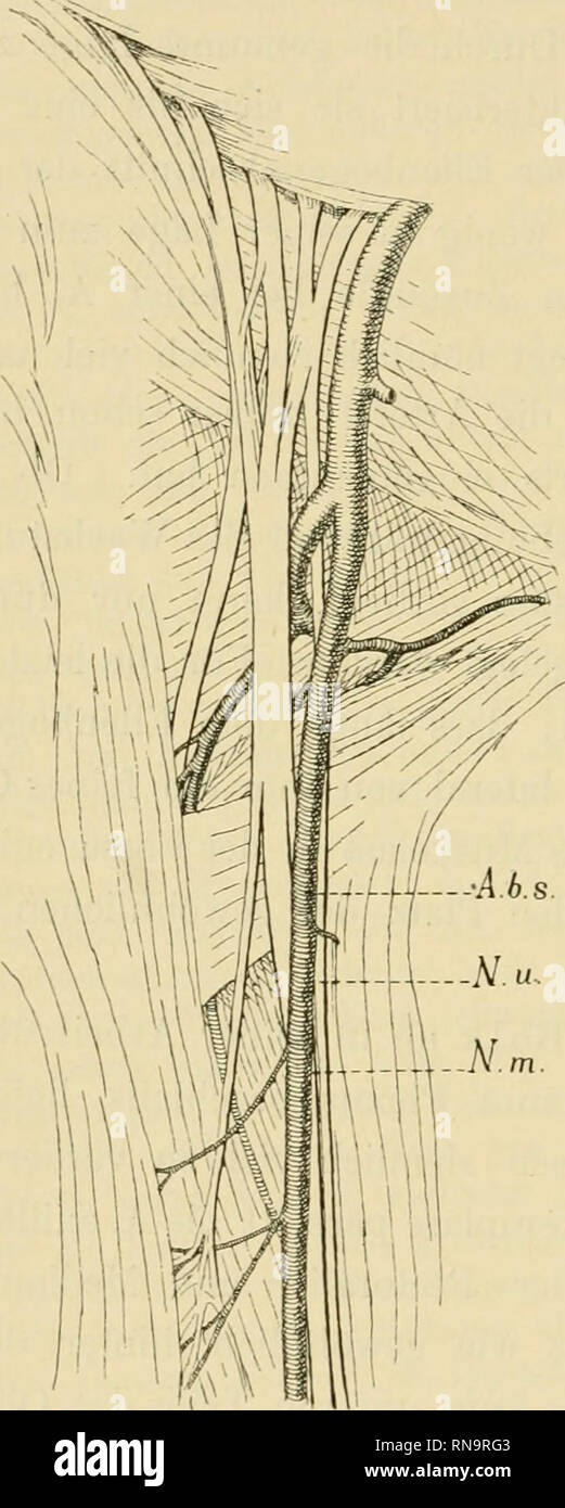 . Anatomische Hefte. 198 E. MÜLLER, ficialis, welche, lässt sich nicht sagen, da die näheren Details zum Plexus nicht angegeben werden. Sterben Unterarmarterien verhalten sich in Nummern-oper Beschreibungen ähnlich, mit der Aus-nahme, dass derRamus volaris A. radialis bei meinem Exem-Plare bogenförmig mit der A. Ulnaris sich verbindet, wäh-rend er beim Exemplare von zuckerkandl nur in die innere Digitalis des Daumens übergeht. Hylobates agilis (s. Text-Figur 11). C5 und C6 verbinden sich zu einem Stamme, C8 und T1 zu einem Stamme; zwischen diesen läuft für sich C7. Nach kurzem Verlaufe legen Sie sic Stockfoto